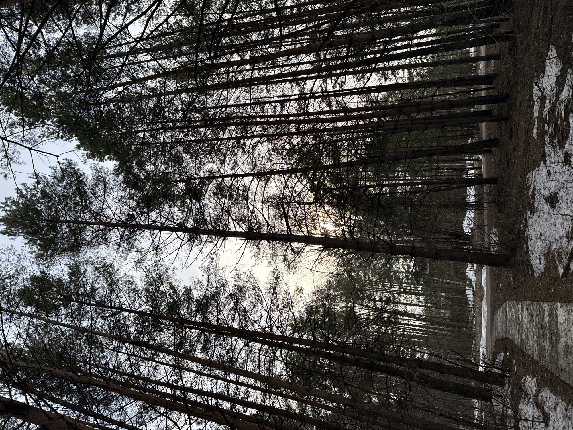 The image depicts a forest scene with tall, thin trees, possibly pines or similar conifers, densely packed together. The ground is partially covered with snow, suggesting a winter or late autumn setting. A path or clearing runs through the trees. The perspective is looking up, with the tree trunks dominating the lower portion of the frame and the branches obscuring the sky. The light is muted, creating a somewhat stark and subdued atmosphere. The location is specified as Unknown, Unknown.