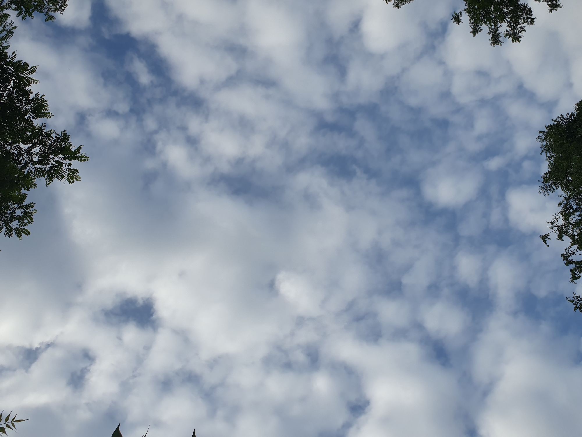 The image depicts a sky filled with scattered white clouds against a blue background. Dark green foliage from trees frames the top and bottom edges of the image. The perspective is upward, suggesting the photo was taken from the ground looking towards the sky. There are no people or man-made objects visible in the scene. The environment appears to be natural, possibly a park or a wooded area within a city.