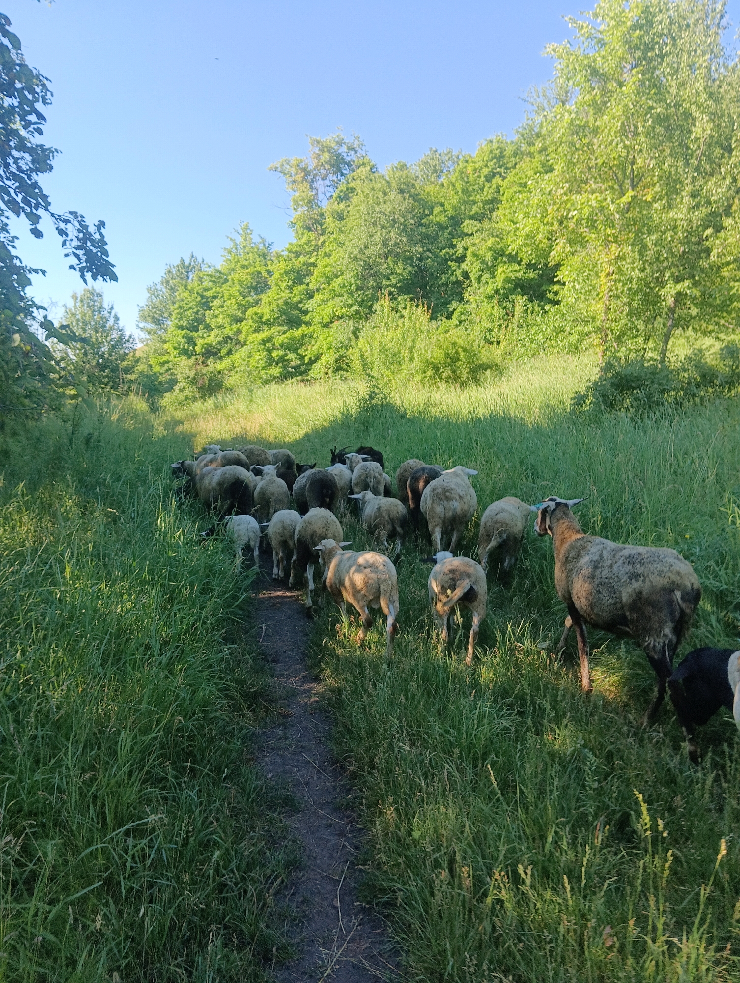 In an outdoor scene with abundant green grass and trees under a clear blue sky, a flock of sheep is walking along a dirt path. The sheep, of various colors including white and dark grey, are moving in a cohesive group, with some in the foreground and others further back, following the winding path. The sun is casting shadows, indicating it is likely morning or late afternoon. The environment appears to be a rural or semi-rural area, possibly a meadow or a trail through a wooded area.