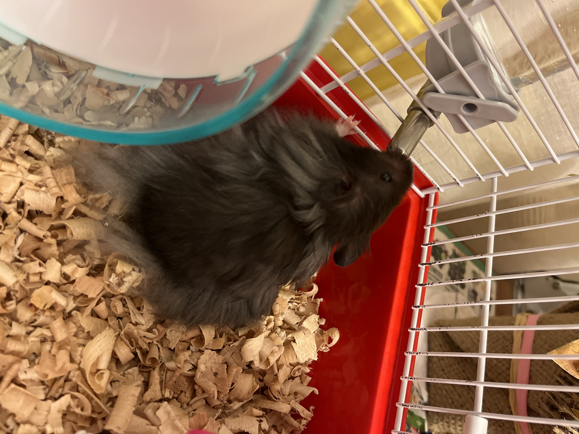 A dark gray hamster is drinking water from a metal spout attached to a white cage. The hamster is positioned in the center of the image, facing to the left and leaning towards the water dispenser. The cage has a red plastic base filled with wood shavings. To the left of the hamster, a portion of a clear and blue plastic exercise wheel is visible. The background consists of the white cage bars and a yellow object.