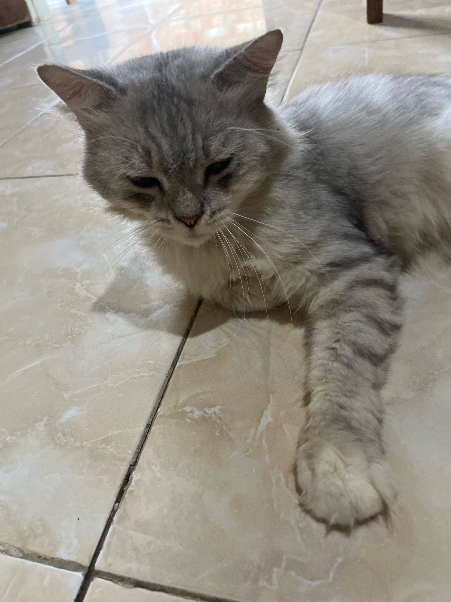 A grey and white long-haired cat lies on a tiled floor. The cat is facing left, with its head down and eyes partially closed. Its left paw is extended forward, while its right paw is tucked underneath its body. The floor is made of light-colored square tiles with dark grout lines. The background is out of focus, but appears to be an indoor setting with a wooden chair leg visible in the upper right corner. The image was taken in Jatirogo, Indonesia.