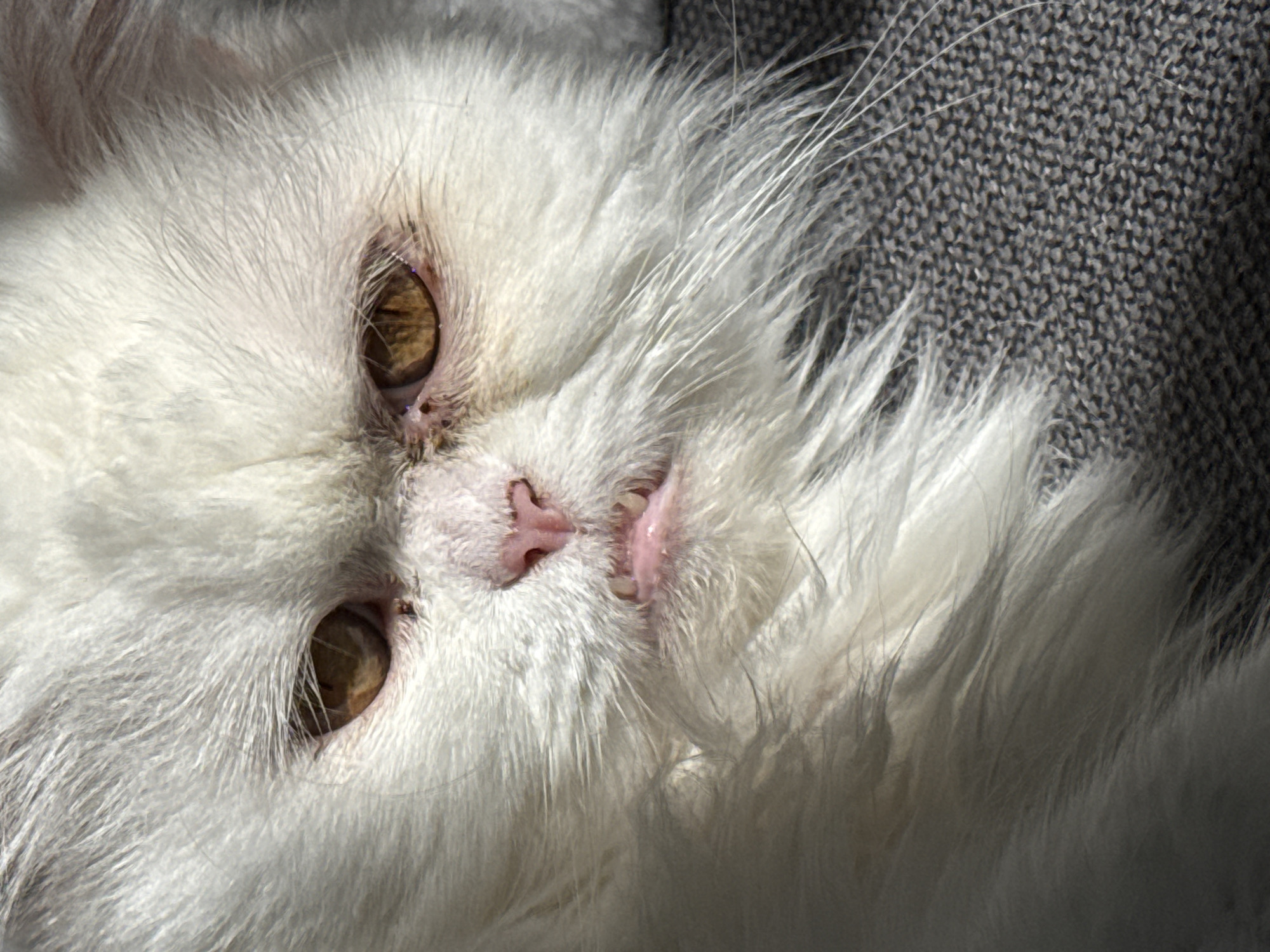 A close-up image shows a white, fluffy cat lying upside down. The cat's eyes are open and golden in color. Its pink nose and tiny teeth are visible. The background appears to be a gray, textured surface. There is no information available about the location being Burgas, Bulgaria.