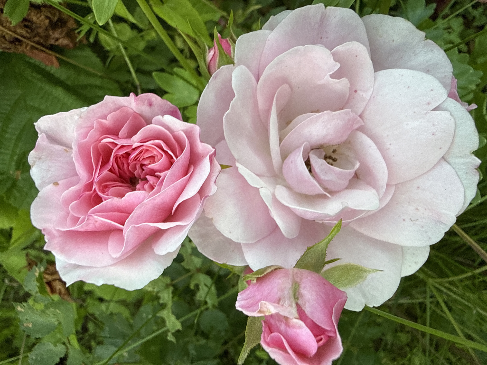 The image is a close-up, eye-level shot of three pink roses against a blurred green background of foliage. The roses are in various stages of bloom. The largest rose, positioned at the bottom center, is fully open with delicate, pale pink petals. Above it, a smaller, more tightly budded rose displays vibrant pink petals. To the left, a single rose bud is partially unfurled, showing layers of light pink. The overall impression is one of natural beauty, suggesting a garden setting. The specified location, Дзержинец-83 Снт, Russia, implies this scene is likely within a dacha or horticultural cooperative area.