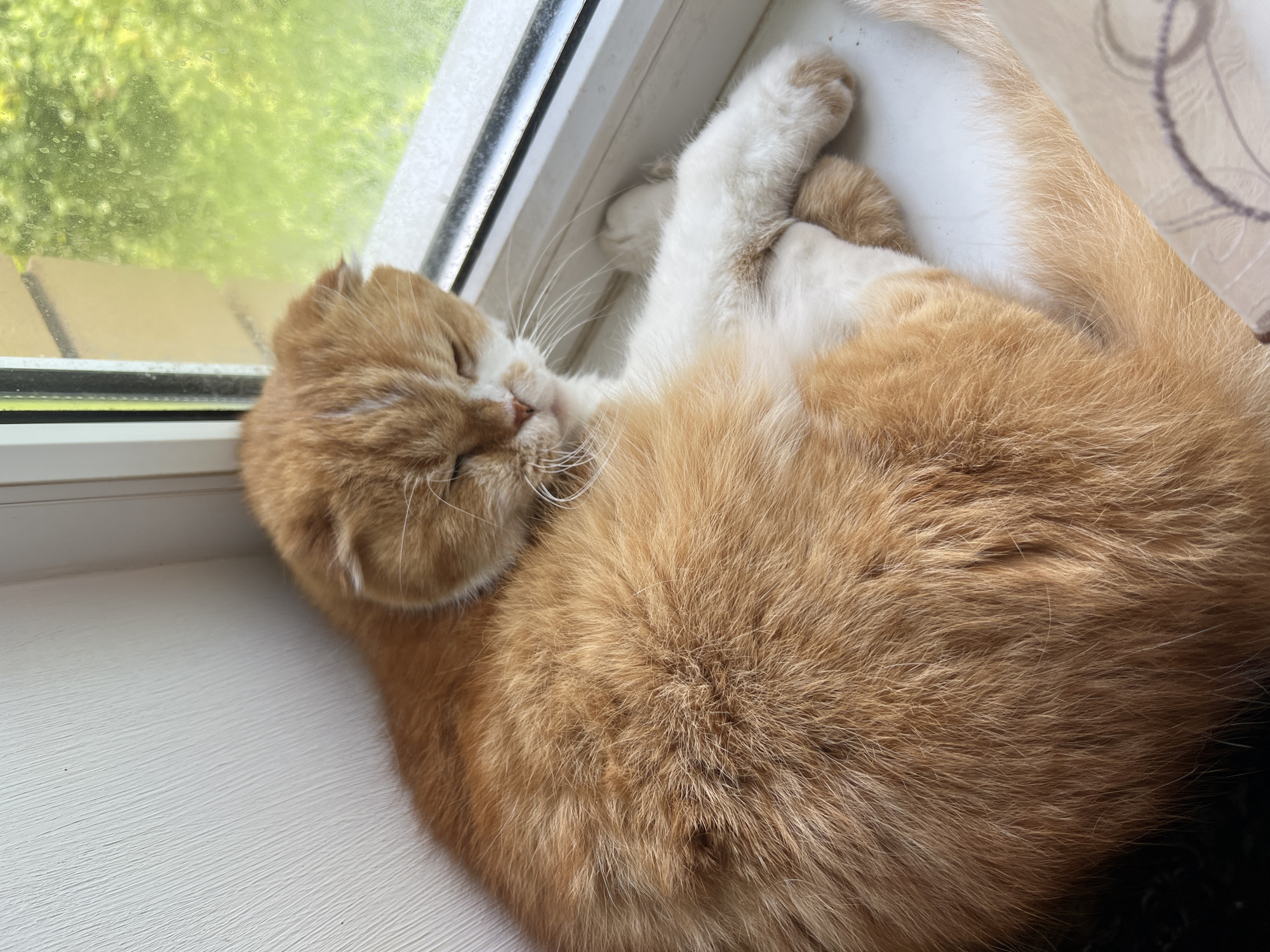 A ginger and white cat is curled up asleep on a white windowsill. The cat is in the center of the frame, facing left. Its eyes are closed and its ears are folded back. Its front paws are tucked under its head, and its back paws are curled up beside its body. The cat's fur is a mixture of ginger and white, with patches of darker ginger on its face and ears.
Outside the window, blurred green foliage is visible, suggesting an outdoor scene with trees or bushes. The window frame is white, and the windowsill is also white with a textured surface. The light appears to be natural daylight, casting a soft glow on the cat. The overall mood is peaceful and serene, depicting a common domestic scene of a cat napping in a sunny spot. There are no people or visible text in the image. The setting appears to be a home with a window overlooking a garden or natural area.