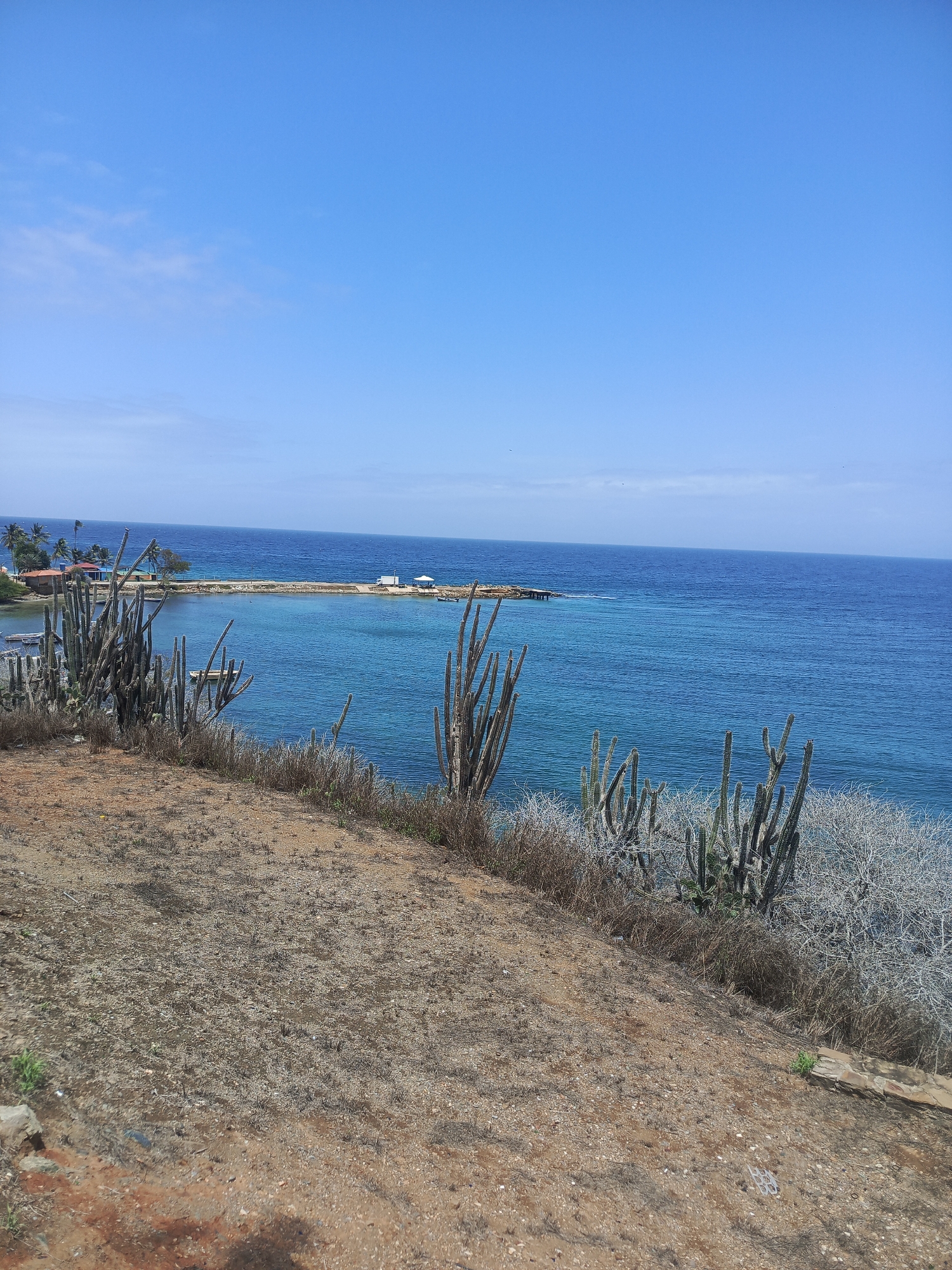 The image depicts a coastal landscape in Pampatar, Venezuela, characterized by arid vegetation and a vibrant blue ocean. In the foreground, a sloped, dry terrain is covered with sparse, brown grasses and several large, columnar cacti. To the left, a cluster of these cacti stands prominently, their segmented arms reaching towards the sky.
The middle ground reveals a tranquil bay with clear, turquoise water. Several small boats are visible, some docked and others anchored. A short, man-made jetty extends into the bay, supporting a white structure, possibly a small building or shelter. On the shore of the bay, there are a few low-rise buildings with red roofs, interspersed with palm trees, indicating a small settlement.
The background is dominated by the vast expanse of the Caribbean Sea, its deep blue waters meeting a clear, bright blue sky. A few faint white clouds are scattered across the sky. The overall scene conveys a sense of natural beauty and a relatively undeveloped coastal environment. There are no people visible in the image.