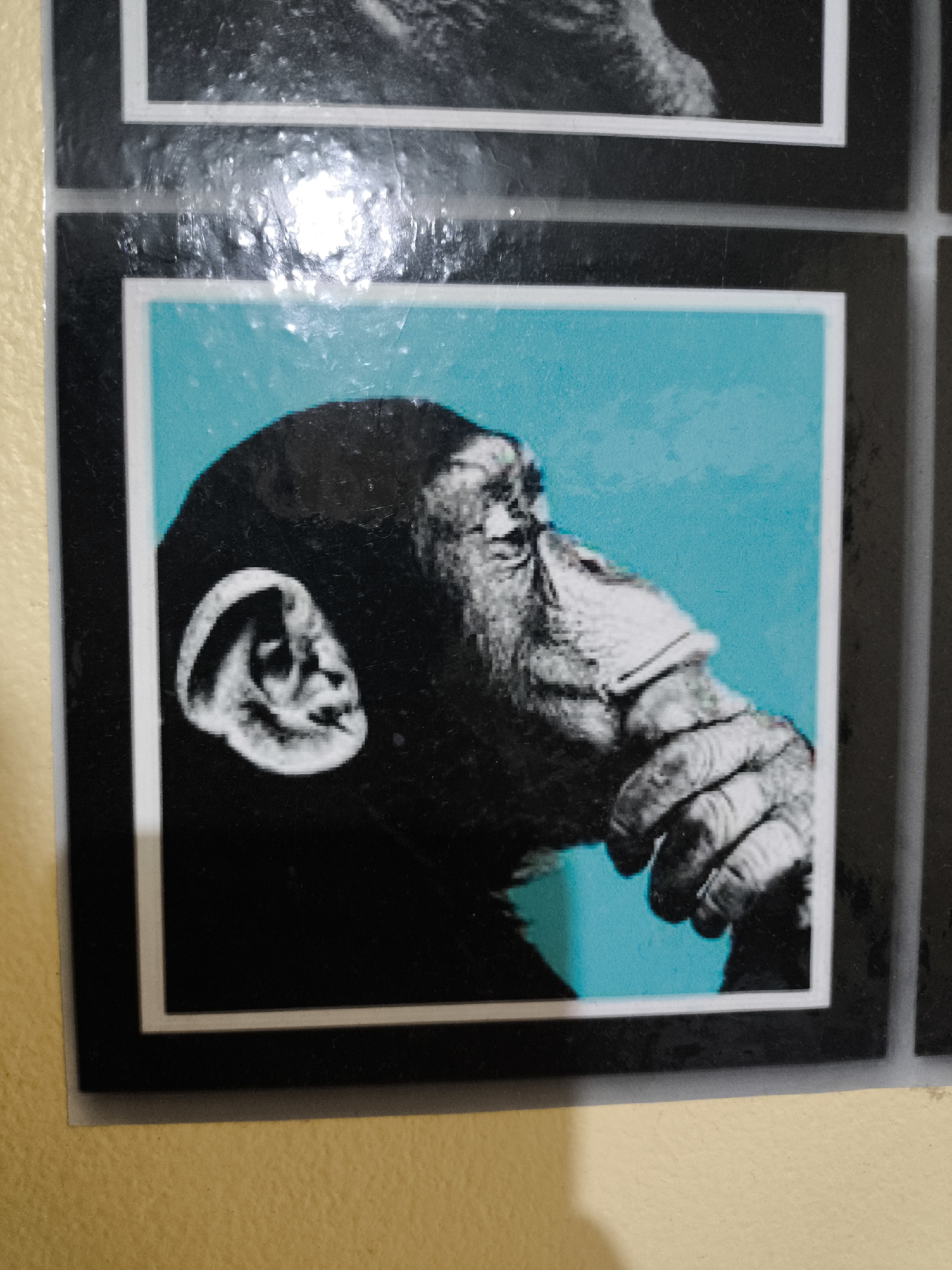 A photograph shows a framed image of a chimpanzee in profile, set against a bright turquoise background. The chimp is rendered in black and white, with intricate detailing highlighting its wrinkled face, prominent ear, and hand resting against its mouth. The picture is surrounded by a white border, which is then framed by a wider black border. The image is situated on a light yellow wall. The location of the image is Unknown, Unknown.