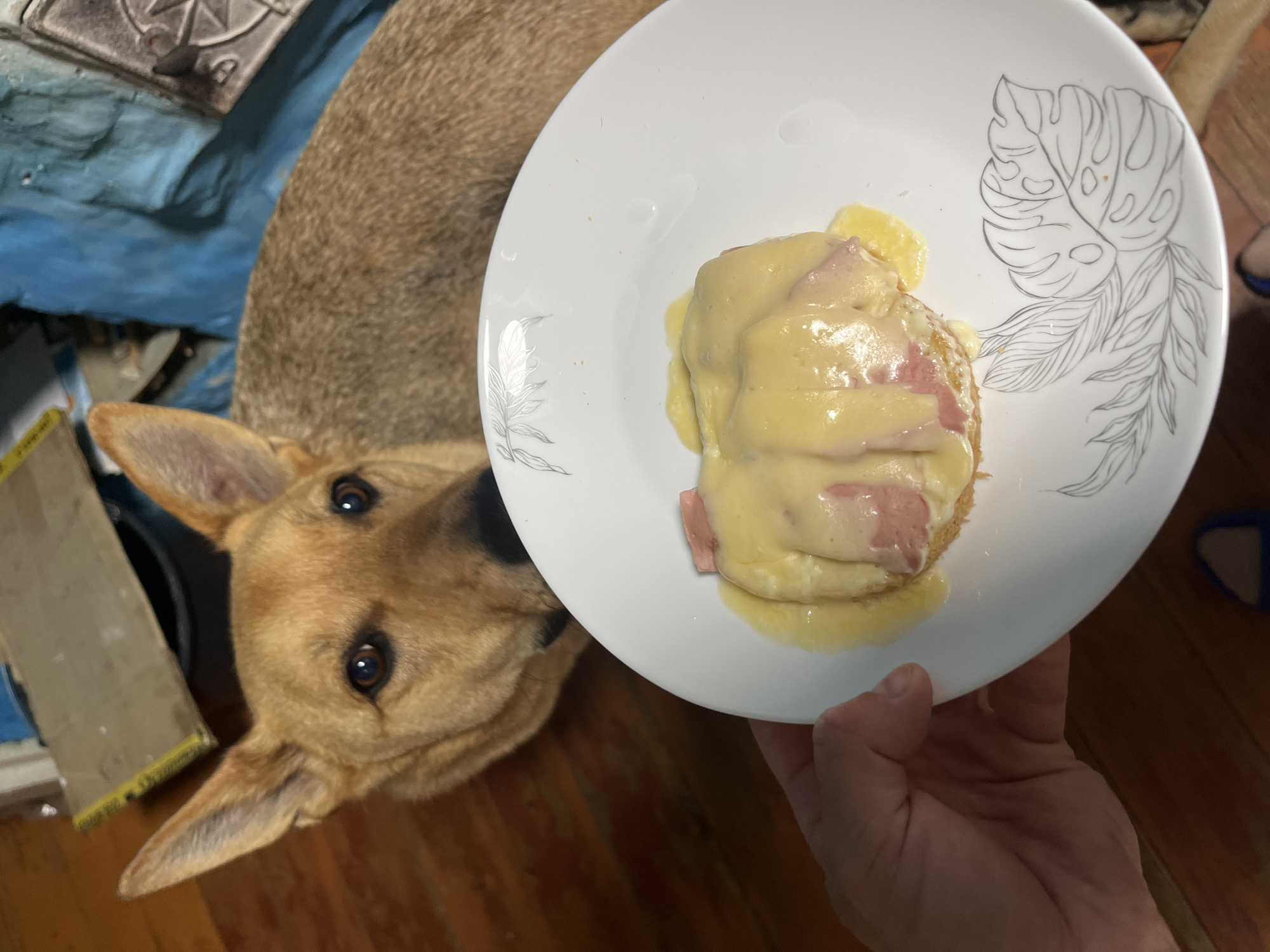 A medium shot shows a dog looking at a plate of food held by a person's hand. The dog is a light brown color with erect ears and is positioned in the background. The plate is white with a leaf pattern and contains a dish that appears to be a bagel or English muffin topped with ham and a yellow sauce, likely hollandaise. The food is partially melted and appears to be warm. The background is blurry and shows a wooden floor and some indistinct objects that suggest an indoor environment. There is no indication of the city of Nizhny Tagil, Russia in the image.