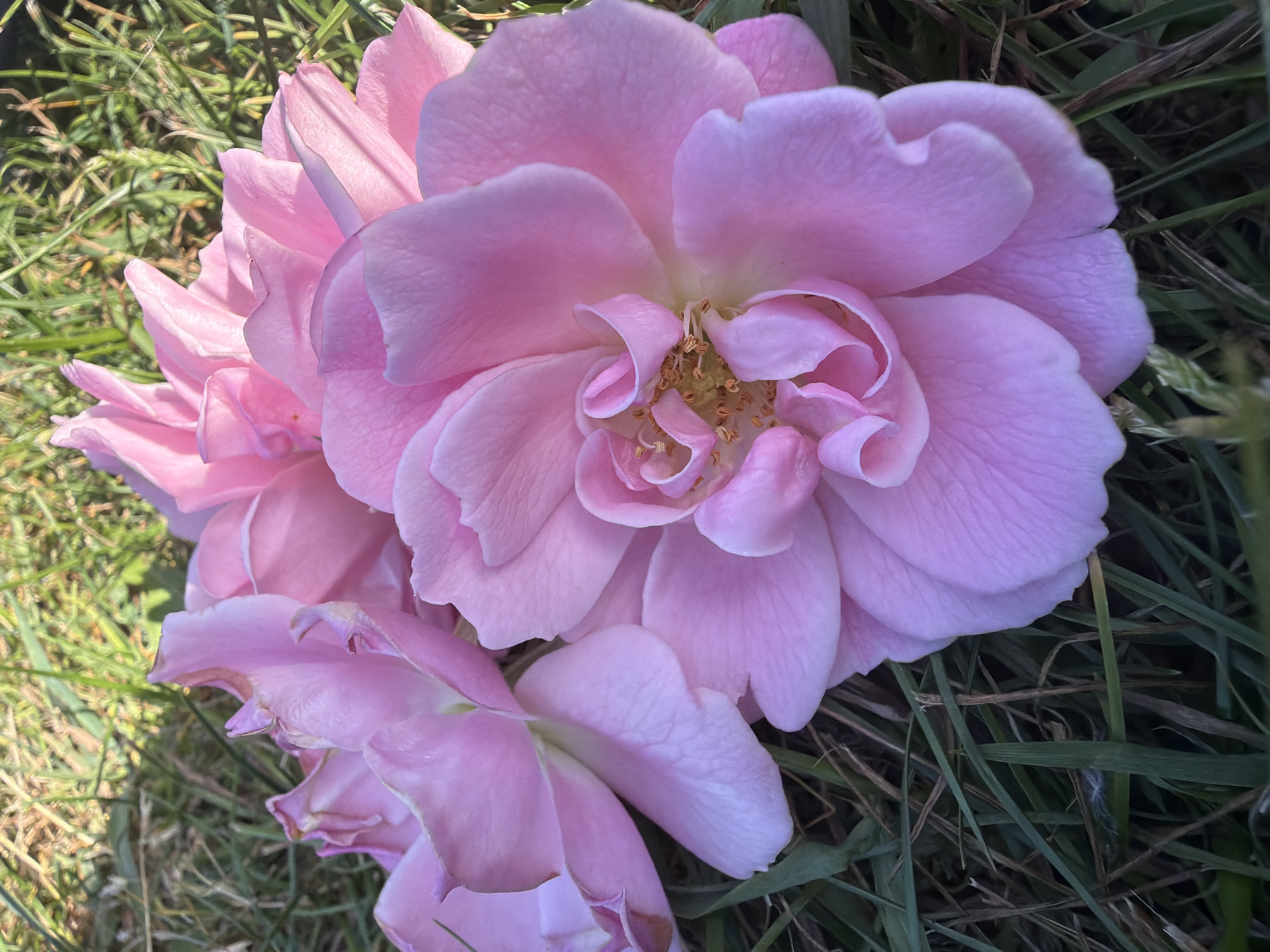 A close-up photograph captures a cluster of light pink roses lying on grass. The central rose is fully open, revealing its yellow stamen and tightly furled petals at its core. Two other roses, partially visible, flank the central one. The roses are resting on a bed of green and brown grass blades. The lighting is soft and diffused, highlighting the texture of the rose petals and the individual blades of grass. There is no indication of the image’s location.