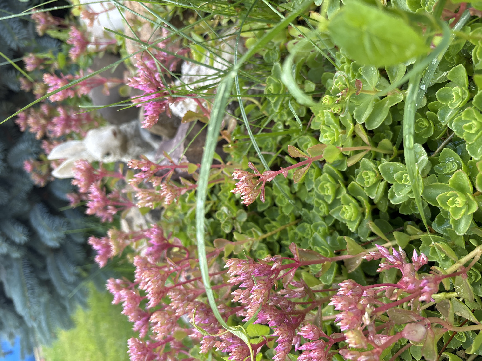 The image shows a close-up of a garden bed. In the foreground, there are clusters of green succulents with small, tightly packed leaves. Growing up through the succulents are stalks of sedum flowers, which have small pinkish-red flower heads that are beginning to bloom. Some blades of grass and a larger green leaf are also visible, with water droplets on them, suggesting recent rain or watering. In the background, partially obscured by the flowers and grass, is a small, light-colored garden ornament of a rabbit. Behind the rabbit, a blurred blue-green evergreen tree is visible, and beyond that, a bright green lawn. The overall impression is of a lush and damp garden. The location is identified as Bogorodsk, Russia. There are no people or discernible actions taking place in the image.