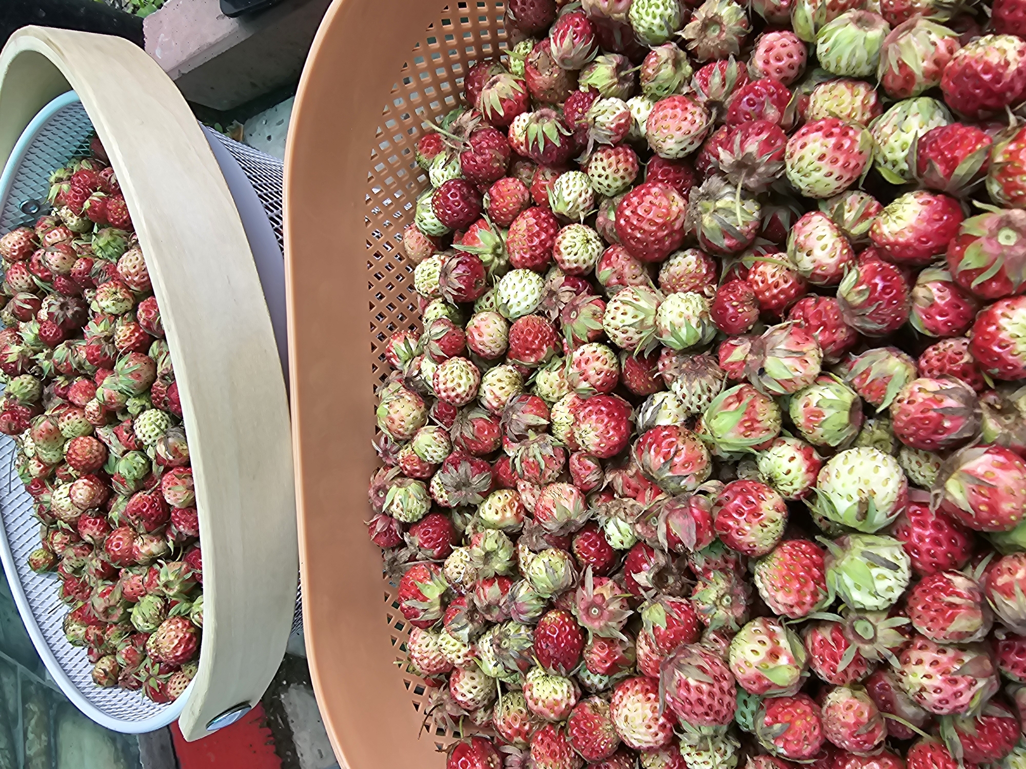 The image shows two baskets filled with wild strawberries. The basket on the left is white and has a wooden rim. The basket on the right is orange and made of plastic. The strawberries are small and appear to be a mix of ripe red and unripe green ones. The scene is outdoors, with some greenery and what looks like a brick wall or structure in the background. The lighting suggests it is daytime, possibly with bright sunlight as there are some highlights on the strawberries. The overall impression is one of a recent harvest of berries. There is no visible text in the image. The context provided indicates the location is Kalinovka, Russia.