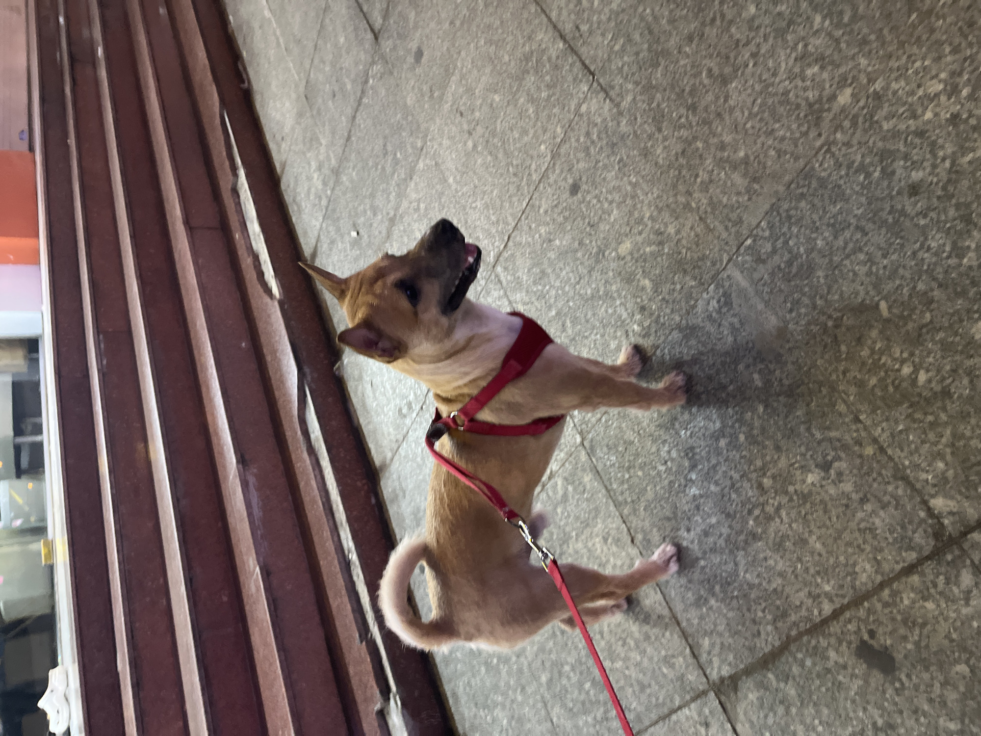 A tan dog wearing a red harness and leash stands on a paved sidewalk in front of a set of red marble stairs. The dog is looking to its right. The sidewalk is made of granite tiles and appears wet in places. The stairs are wide and appear to be part of a building entrance. The background is out of focus, but suggests an urban environment with some lights visible. The scene is likely in a city, possibly Bac Nha Trang Ward, Vietnam, given the context.