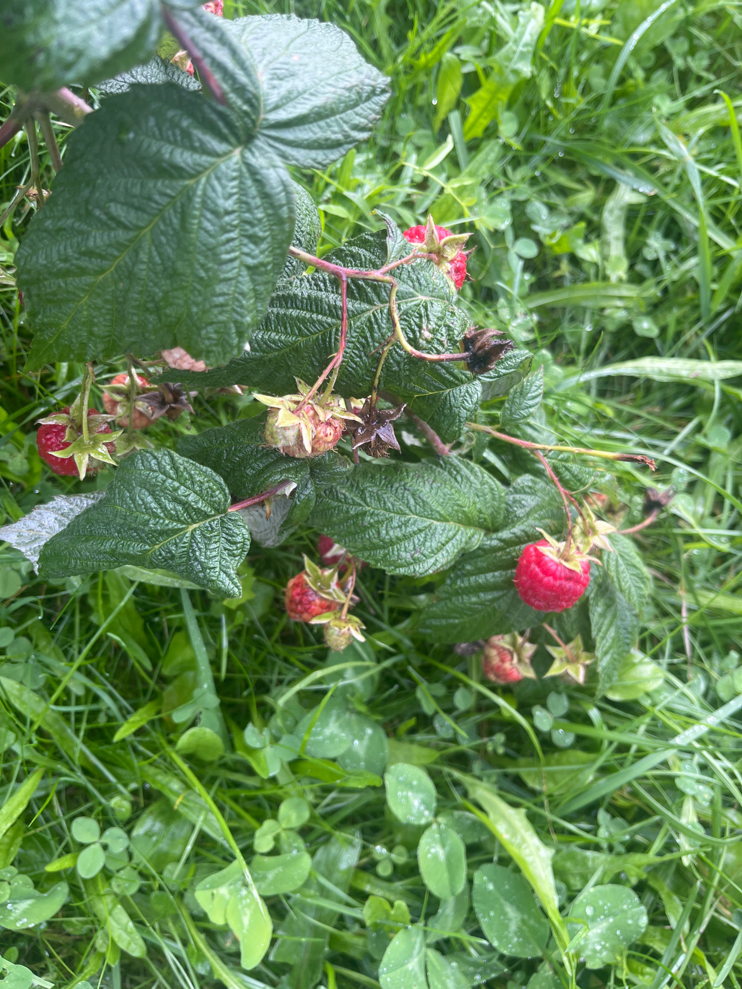 The image displays a close-up view of a raspberry bush with several ripe red berries and green leaves. The leaves are large, veined, and appear slightly damp, suggesting a recent rain or dew. Several raspberries are visible, some fully ripe and red, while others are still developing or have dried out. The bush is situated in a grassy area with visible clover and other green foliage. The scene is outdoors, likely in a natural or garden setting, characterized by lush vegetation and the presence of water droplets on the leaves and grass. There are no people or animals in the image. The location is specified as Vladimirovka, Russia, but this information cannot be visually confirmed from the image itself.