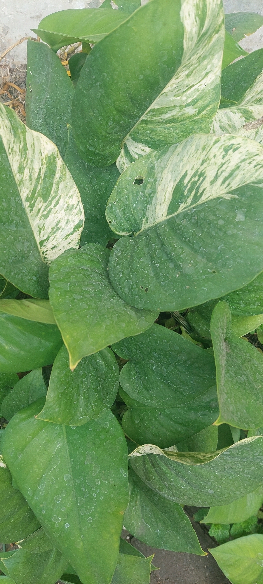 This is a close-up, overhead shot of a potted plant with large, variegated green and white leaves. The leaves are wet, with visible water droplets and some with small holes. The plant appears to be an Epipremnum aureum, commonly known as Devil's Ivy or Pothos. The background consists of soil and a concrete surface. This image was taken in the city of Lumajang, Indonesia.
