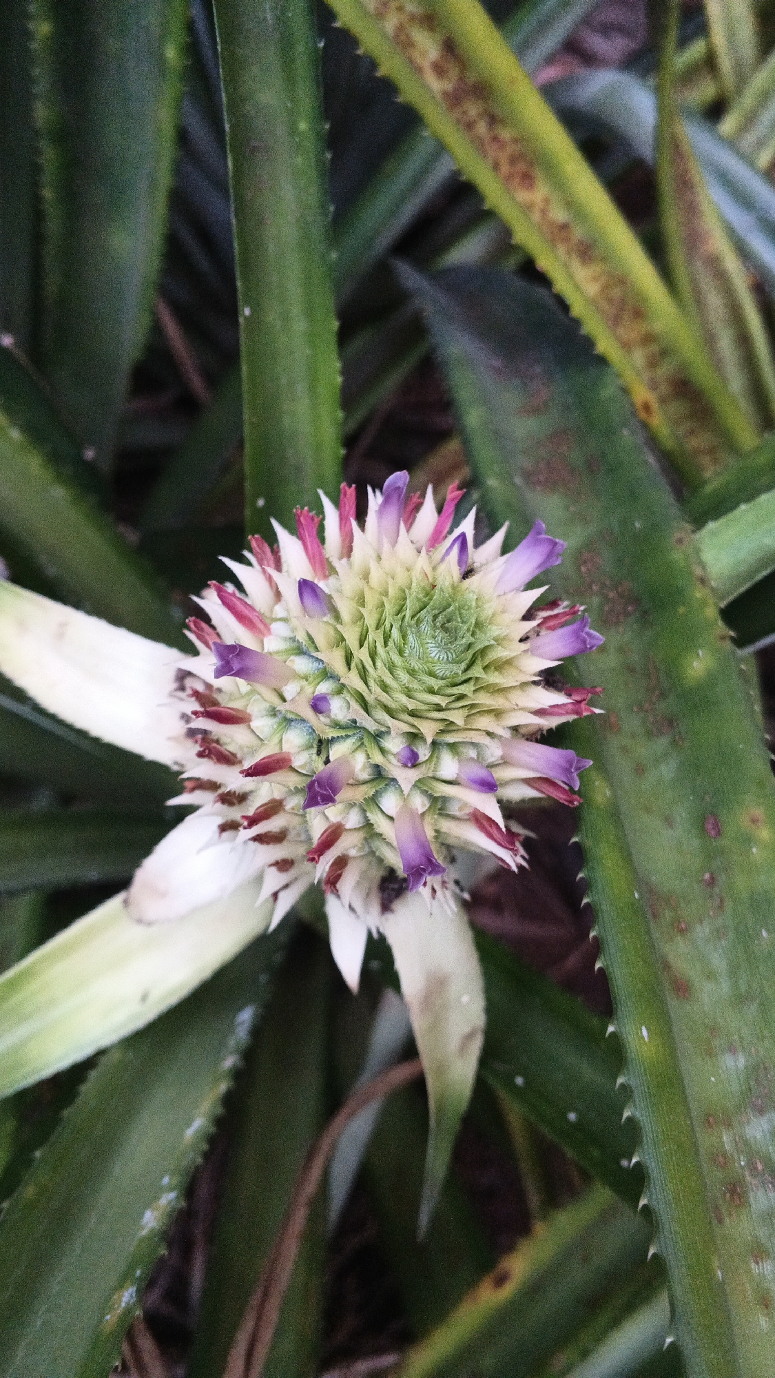 An extreme close-up shot shows a pineapple flower bud surrounded by green leaves in an outdoor environment. The flower bud is composed of tightly packed florets that exhibit shades of green, white, purple, and pink. Some of the florets have pointed tips, and the center of the bud is a spiral pattern of pale green. The surrounding leaves are long and spiky, with some showing brown spots and streaks. The lighting is natural and diffused, creating soft shadows. The focus is sharp on the flower bud, with the leaves slightly out of focus.