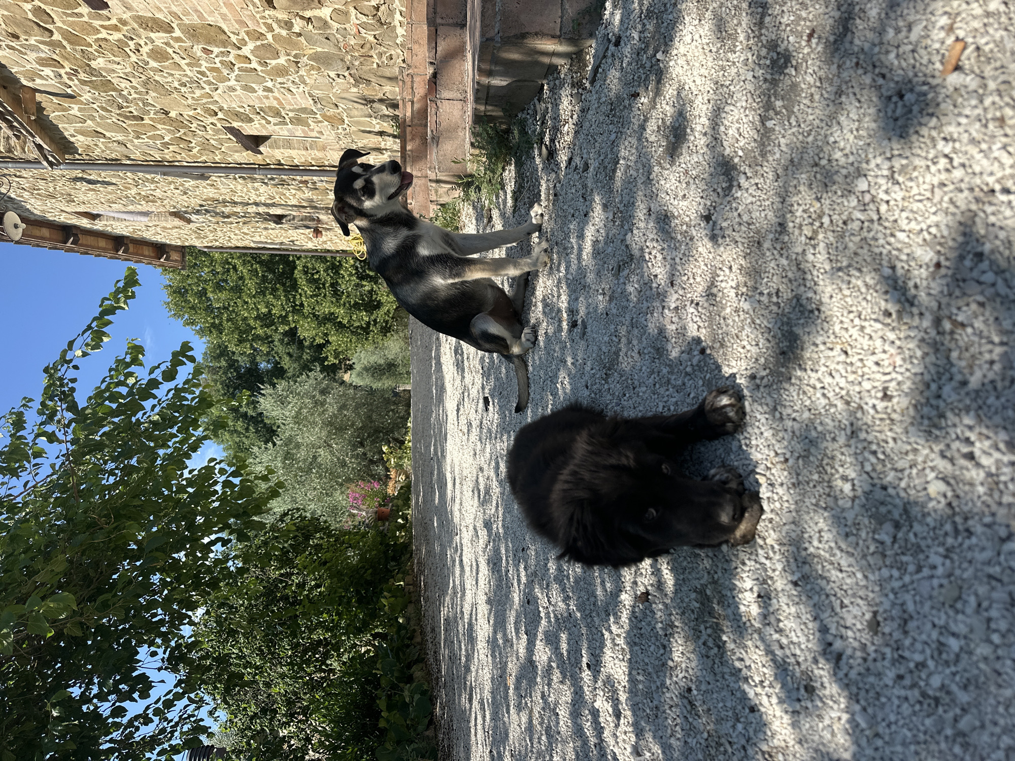 Two dogs are on a gravel path in front of a stone building. The dog in the foreground is a black puppy with its head down, appearing to chew on something. The second dog, a medium-sized mixed breed with black, white, and tan markings, sits to the right of the path, looking off to the right with its tongue hanging out. The building appears to be an old stone farmhouse, possibly in the Italian countryside. Lush green trees and foliage surround the area, and the sky is clear blue. Sunlight casts shadows from the leaves of a tree onto the gravel path. The location is identified as Cannara, Italy.
