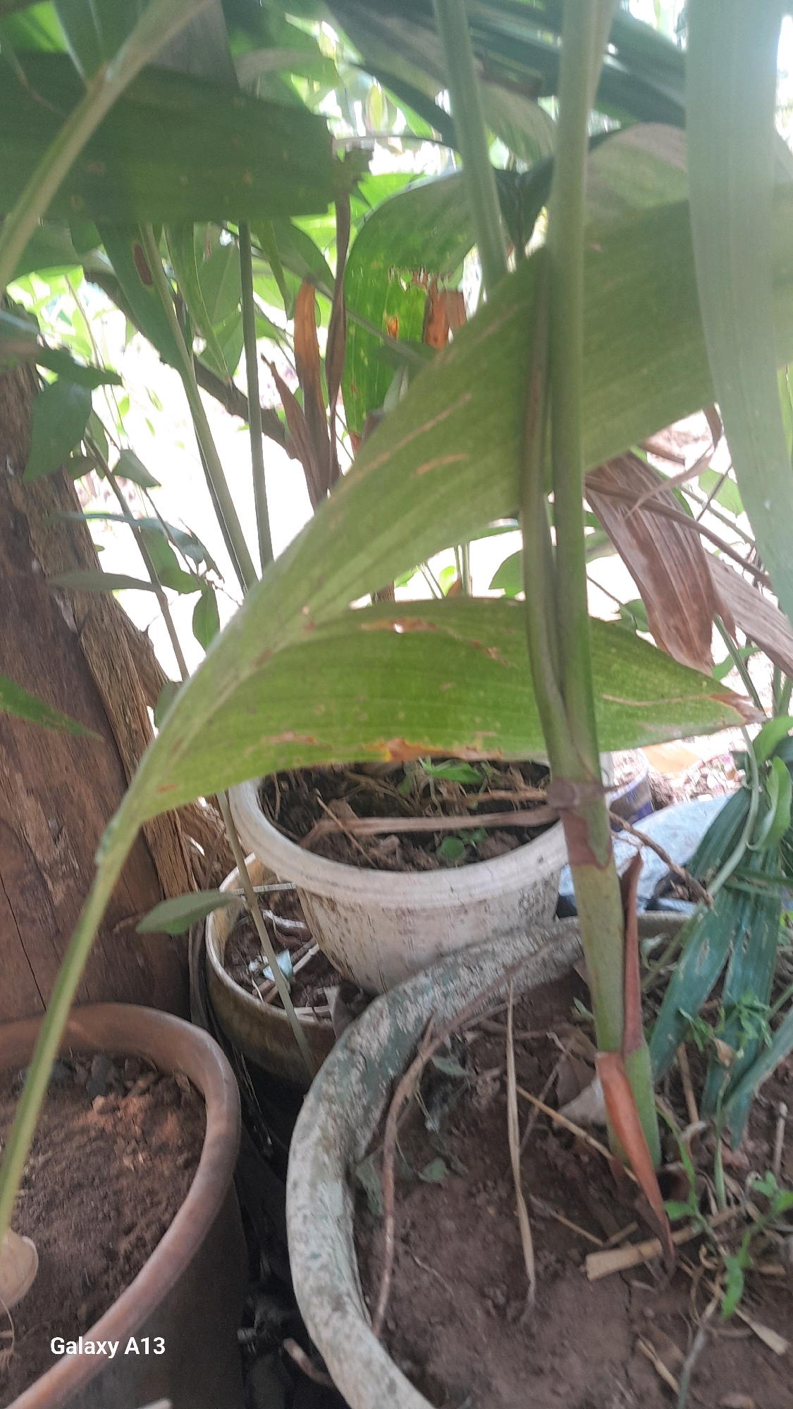In Hadipolo, Indonesia, this image depicts an outdoor scene focused on plants in pots. The foreground shows the rim of a brown pot containing soil and a portion of a plant stem. To the right, a lighter-colored pot, possibly ceramic, is visible, also filled with soil and dry plant matter. A large, broad green leaf dominates the upper portion of the image, with some brown, dry edges and spots. Several green stems of varying thickness rise vertically. In the background, other green foliage is visible, suggesting a garden or natural setting. A rough, brown, wooden surface, possibly a tree trunk or weathered wood, is present on the left side of the frame. The lighting suggests it is daytime, with some areas of bright light filtering through the leaves. The camera is positioned low, looking upwards at the plants. The "Galaxy A13" watermark is present in the bottom left corner.