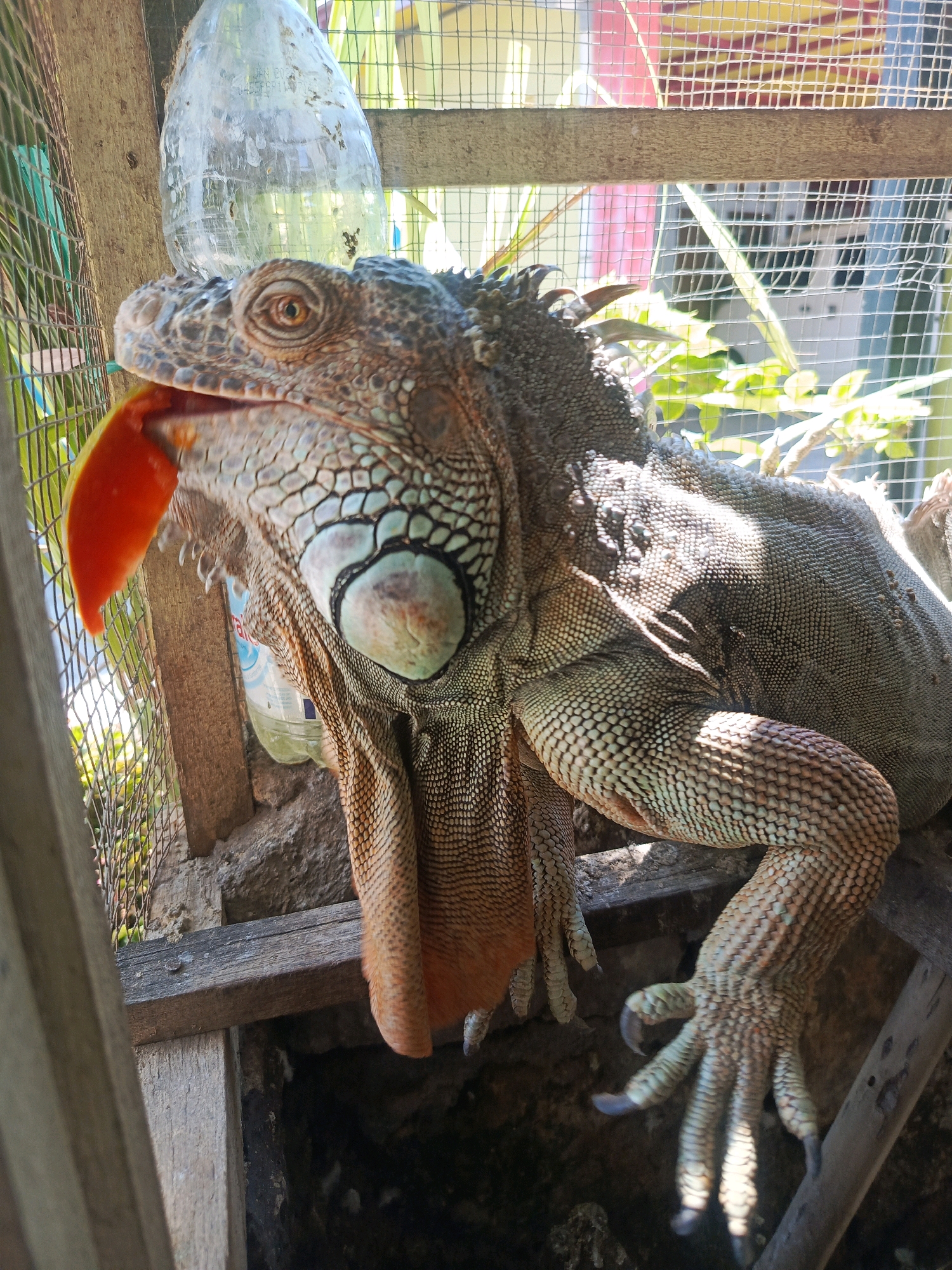 An iguana is in an outdoor enclosure, possibly a cage, in Pamekasan, Indonesia. The iguana is orange and brown with green and white markings on its neck. It is eating a piece of bright orange fruit. The enclosure appears to be made of wood and wire mesh. Behind the iguana, a clear plastic bottle is visible. Sunlight is shining on the iguana, casting shadows. The background is blurred but suggests a natural environment with greenery.