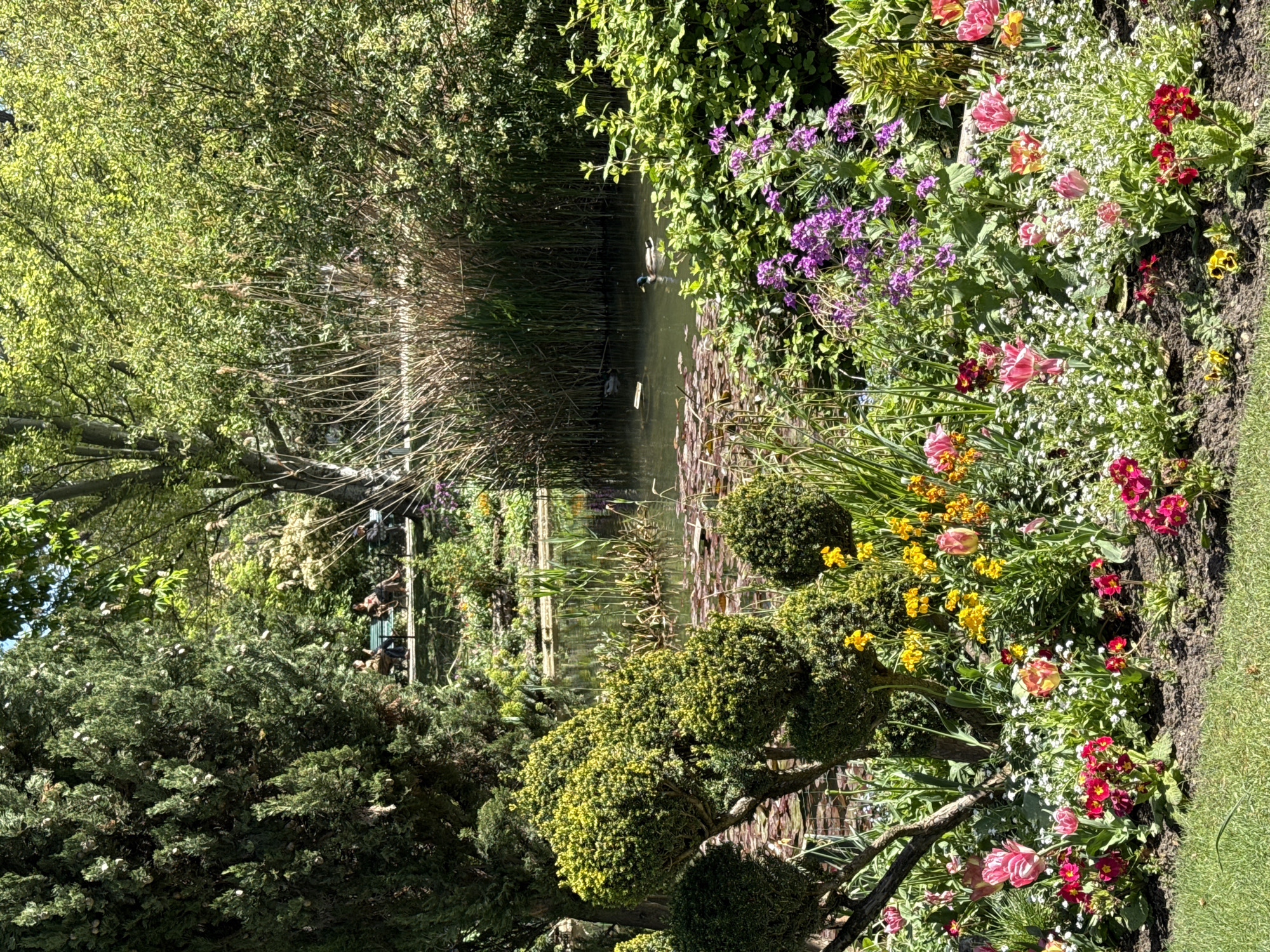 The image depicts a tranquil garden scene, likely located in Paris, France. A pond takes center stage, its surface reflecting the surrounding vegetation. Lily pads dot the water, and reeds line the edge. A duck can be seen swimming. Lush greenery abounds, including trees and flowering plants. The vibrant flowerbed features a mix of colorful blooms, including tulips, primroses, and sweet alyssum. Topiary shrubs add a formal touch to the landscape. In the background, individuals can be seen seated on a bench near a building, suggesting a public garden setting.