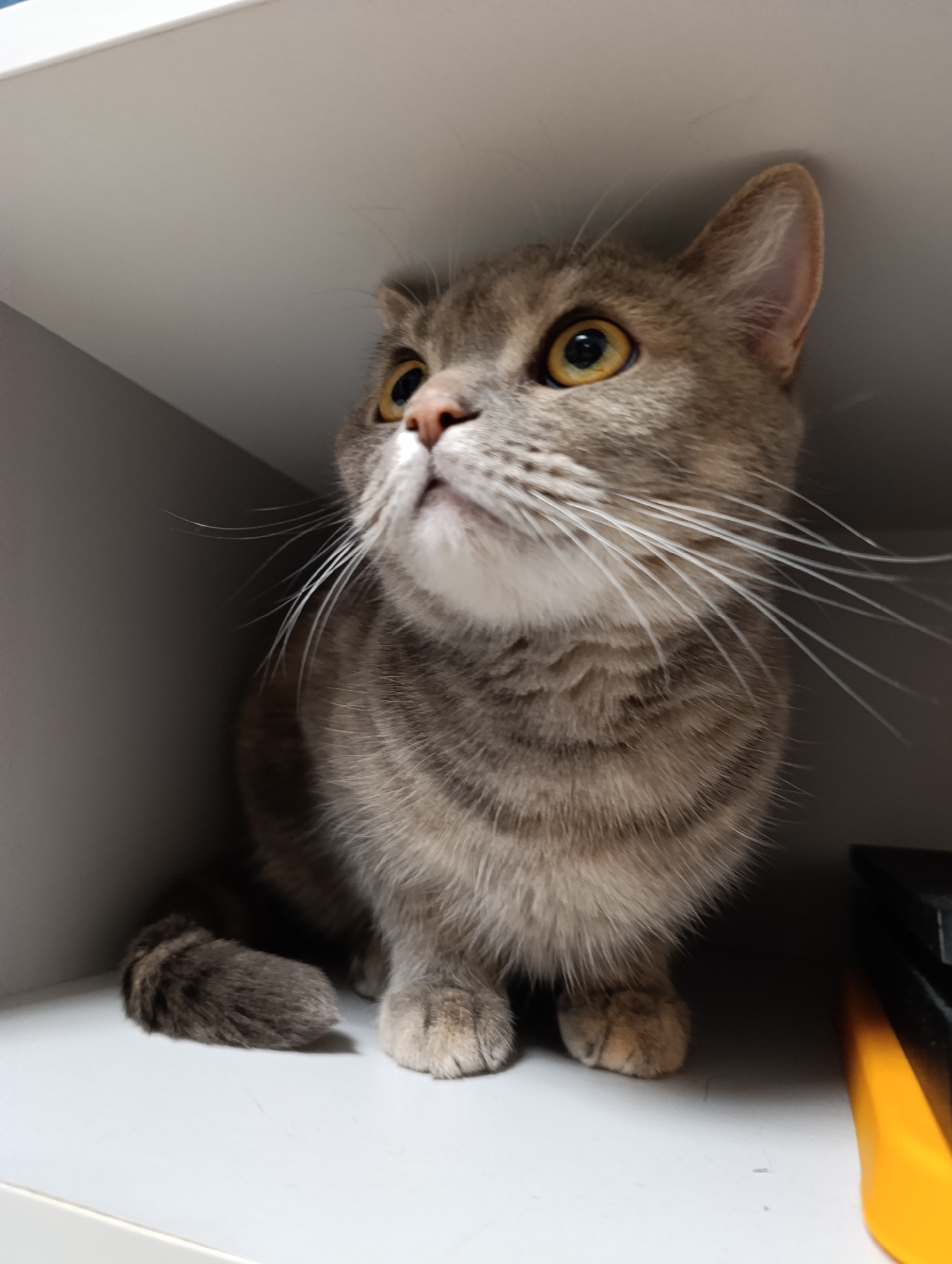 A domestic gray tabby cat is sitting inside a white shelf or cabinet. The cat has yellow eyes and long white whiskers, and is looking upwards with a curious expression. The tail is curled around on the left. The photo was likely taken in an indoor environment in Chaikovsky, Russia.