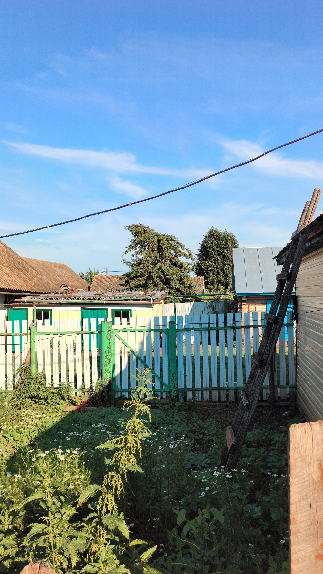 A rural scene unfolds under a bright blue sky with wispy clouds, featuring a wooden fence in the foreground. The fence is painted white with green accents on the posts and gate. Beyond the fence, a long, low building with white and yellow siding and green-shuttered windows is visible, likely a shed or outbuilding. Further back, a variety of rooftops can be seen, including red tile and corrugated metal, suggesting residential structures. Two mature trees, one a large evergreen with a distinctive shape and another deciduous tree, are situated behind the outbuilding. A tall, weathered wooden ladder leans against a corrugated metal-sided building on the right side of the frame. The ground in front of the fence is covered with green vegetation, including several small white wildflowers and tall, leafy plants. The scene appears to be a backyard or garden area in a rural setting, possibly a village like Al'kino, Russia, given the architectural style and vegetation. A power line runs diagonally across the upper portion of the image.