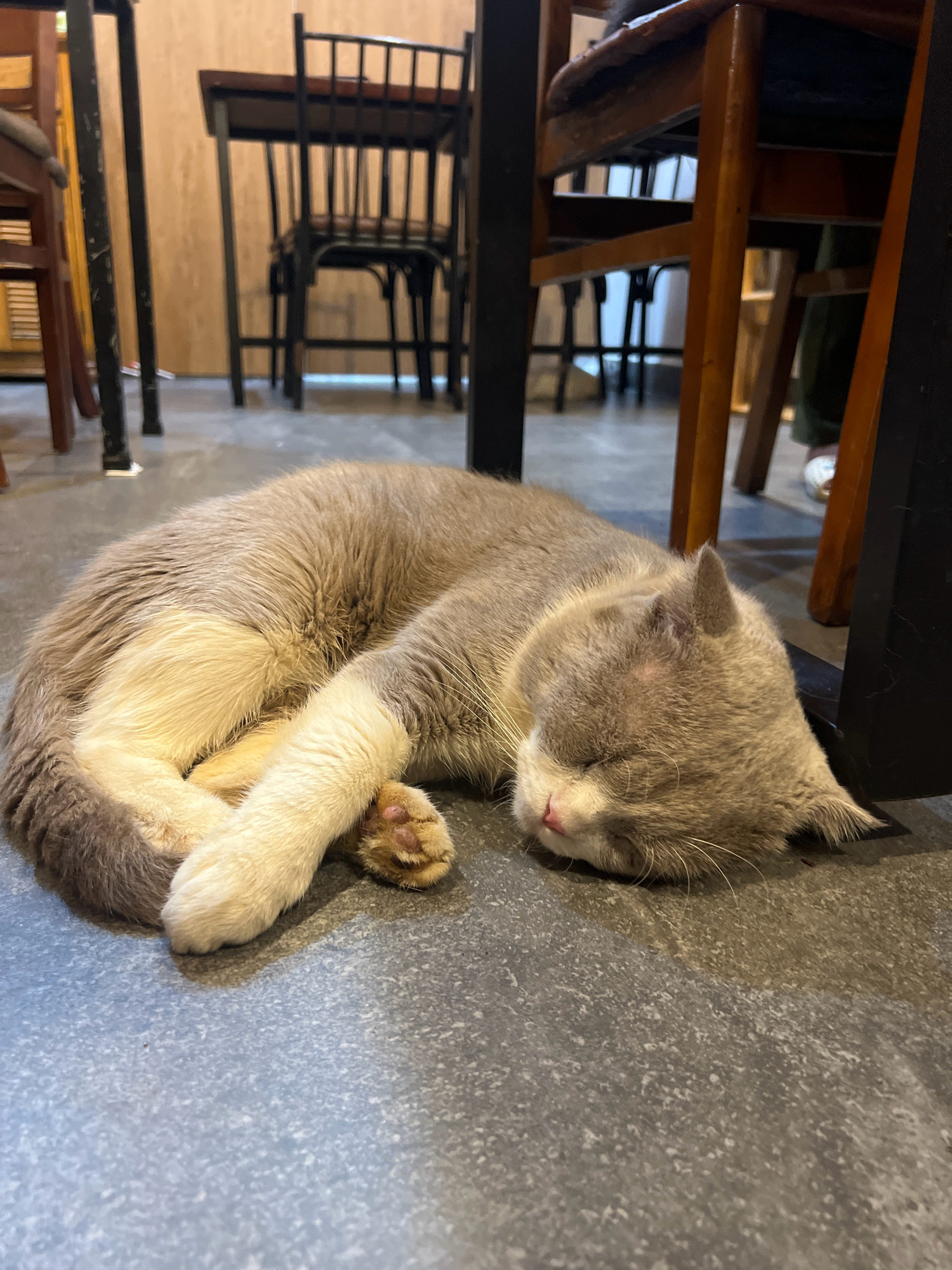 A light gray and white cat is sleeping curled up on a textured gray floor. The cat is lying on its side, with its head tucked in and paws tucked underneath its body. The cat's fur is soft and fluffy, and it has pink paw pads. The background shows the legs of several wooden chairs and tables. The scene appears to be indoors, possibly in a cafe or restaurant, given the furniture. The lighting is dim, creating a cozy and relaxed atmosphere. There is no visible indication of the city being Nha Trang, Vietnam.