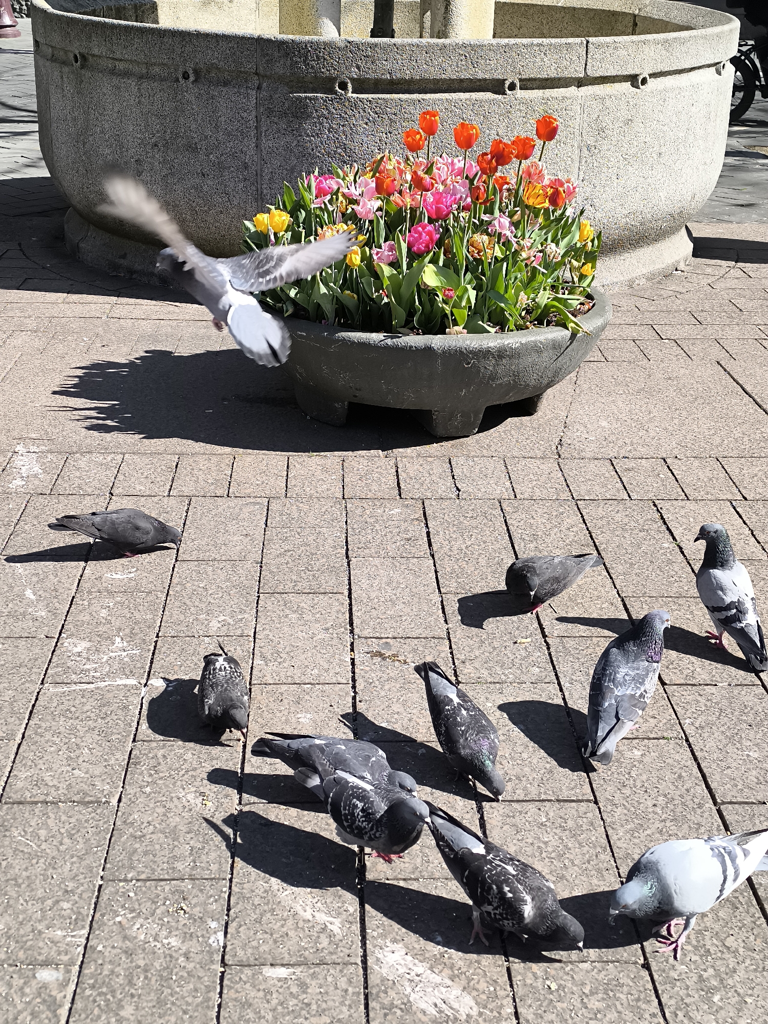 The image shows a group of pigeons on a paved area with a large stone planter containing tulips of various colors (red, yellow, pink). One pigeon is in mid-flight near the planter. The planter is part of a larger stone structure. The paving consists of square blocks. It's a sunny day, evidenced by the shadows. The location is Amsterdam, Netherlands.