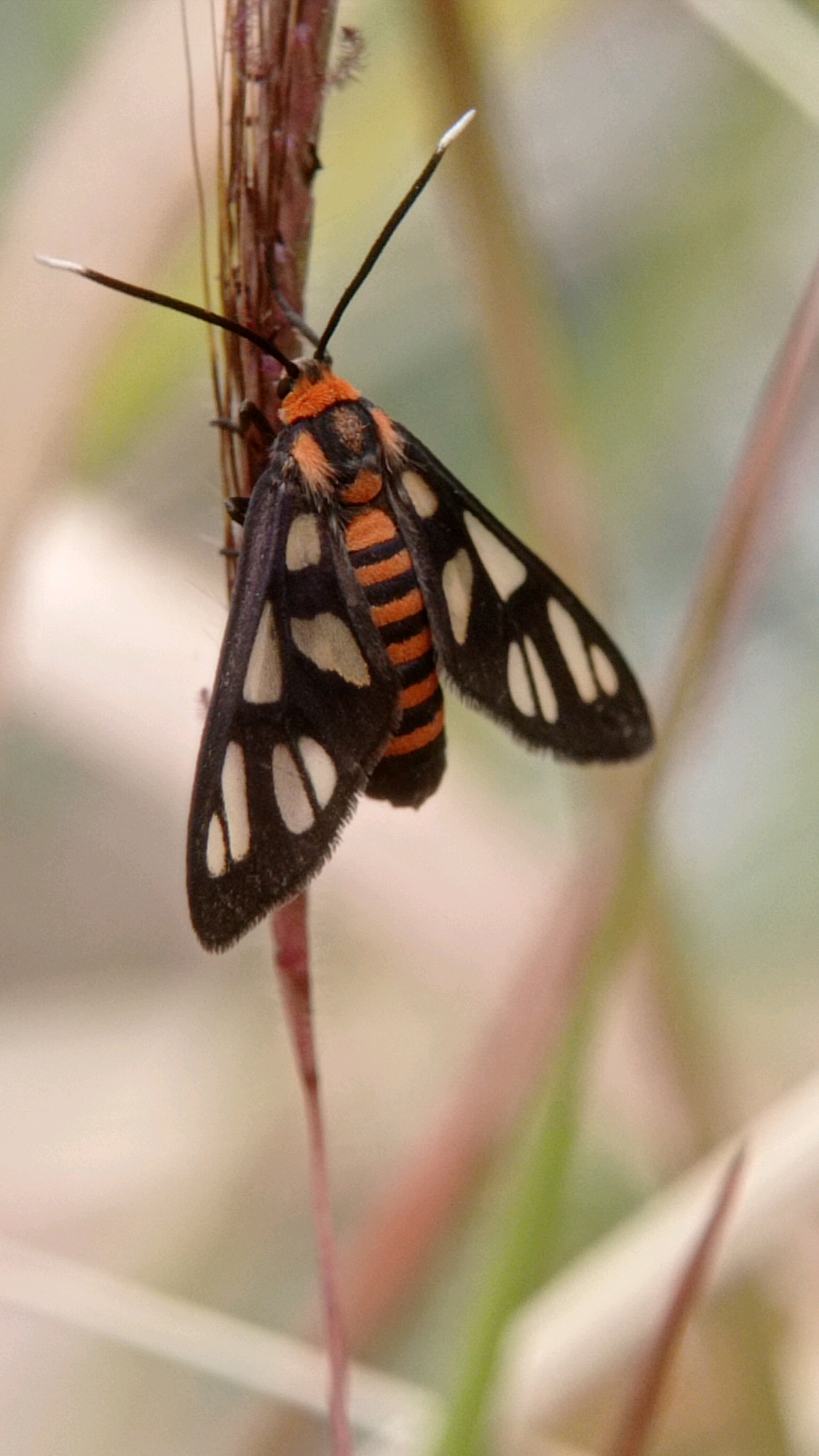 A close-up, vertical shot captures a moth perched on a reddish-brown stem in Mulyoagung, Indonesia. The moth, predominantly black with vibrant orange stripes and white oval markings on its wings, is the central subject. Its antennae, tipped with white, extend upwards and slightly outwards. The background is a soft blur of greens, creams, and pinks, suggesting a natural outdoor environment, possibly a garden or field. The lighting is natural and diffused, highlighting the intricate details of the moth's wings and body.