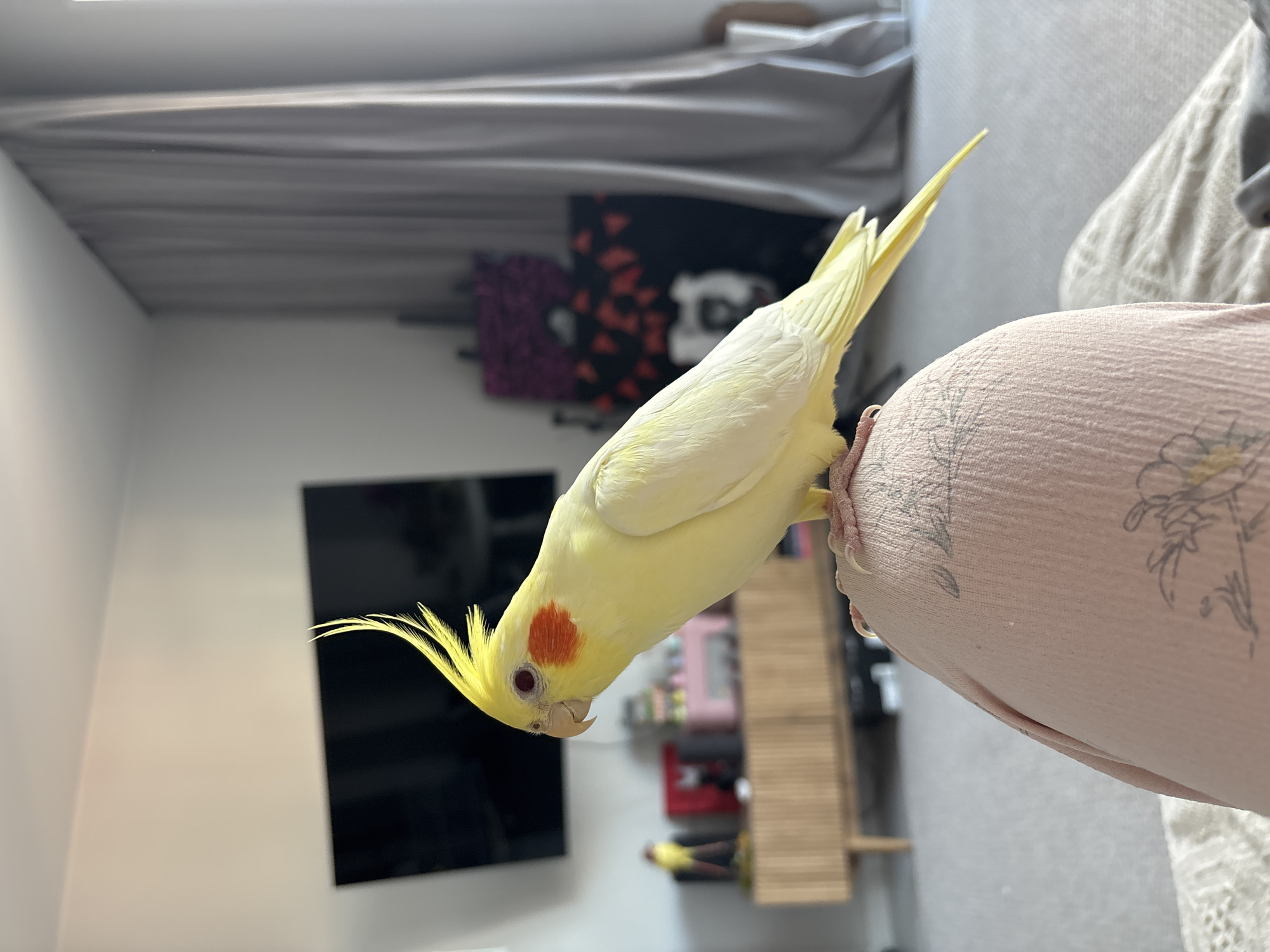 A pale yellow cockatiel perches on a person's leg, with the bird facing left and down, examining something. It has orange cheek patches and a crested head. The person's leg is covered with light pink fabric. Behind the bird and person is an interior scene, including a TV, shelving, and patterned decor. The setting does not appear to be Krasnoyarsk, Russia.