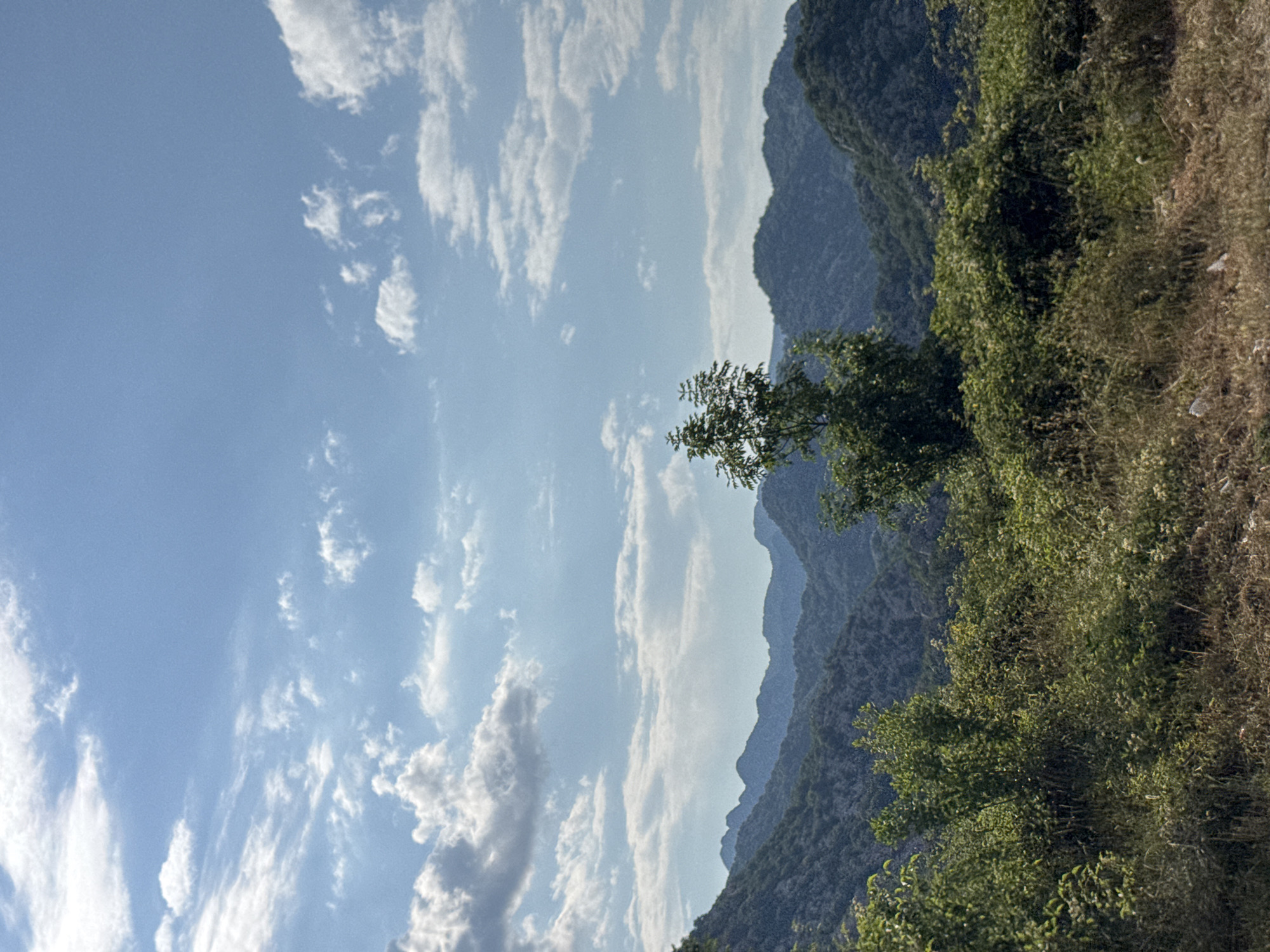 The image depicts a mountainous landscape under a bright blue sky with scattered white clouds. In the foreground, there is dense green vegetation and dry grasses. A lone tree with lush green foliage stands prominently in the middle ground, positioned in front of a series of rolling, tree-covered mountains that recede into the distance. The lighting suggests a daytime scene, likely in the late morning or early afternoon. There are no people or animals visible in the image. The location is described as the city of Dragalj, Montenegro.