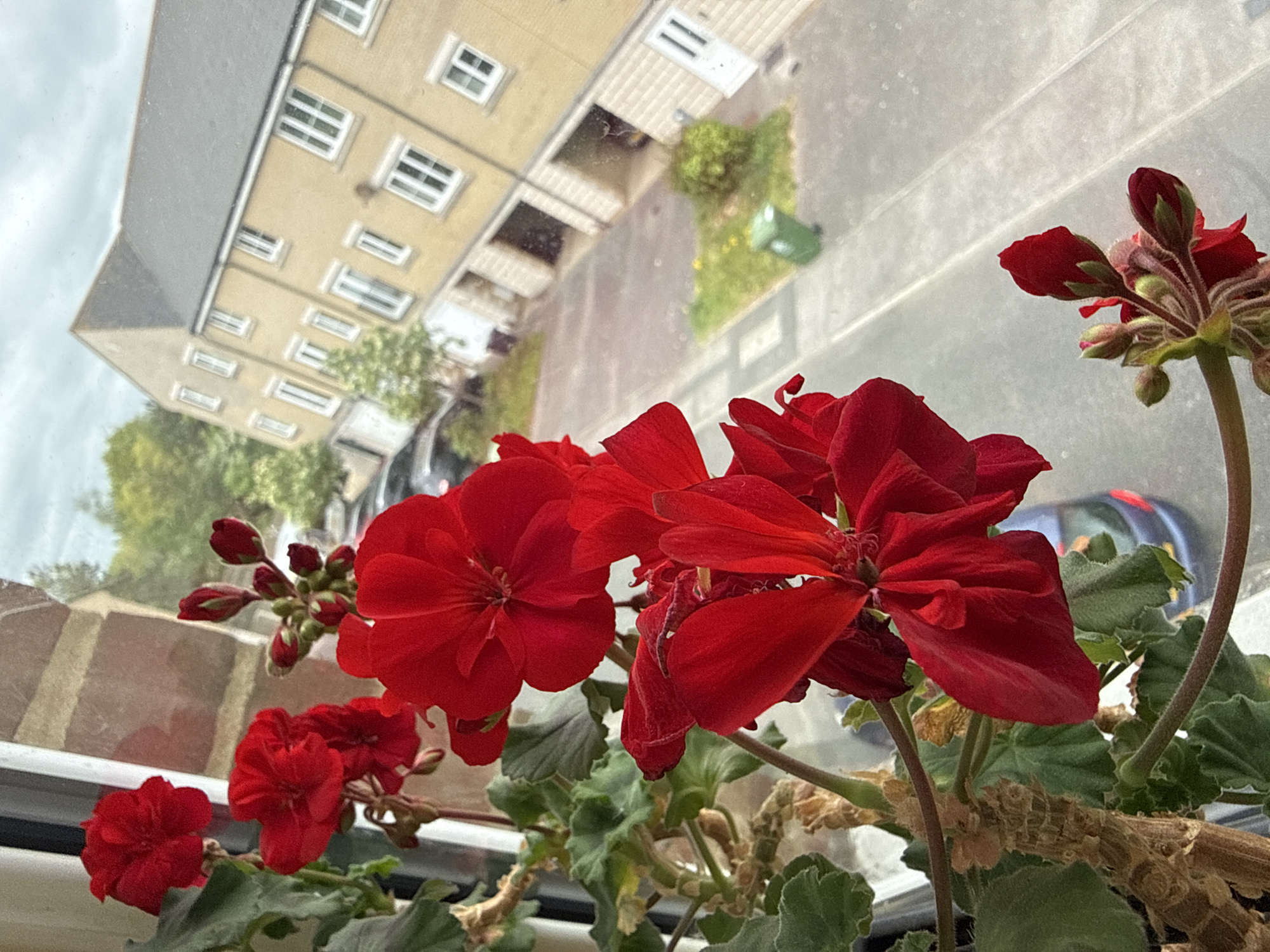 The image depicts a close-up of red geranium flowers in a pot, likely on a windowsill. Through the window, a reflection shows a street scene. A multi-story building with beige exterior walls and a gray roof is visible, with rows of windows. A street runs alongside the building, and a car and some greenery, including a green trash bin, are also reflected. Given the architecture and environment in the image, it is likely the location is somewhere in Great Yarmouth, United Kingdom.