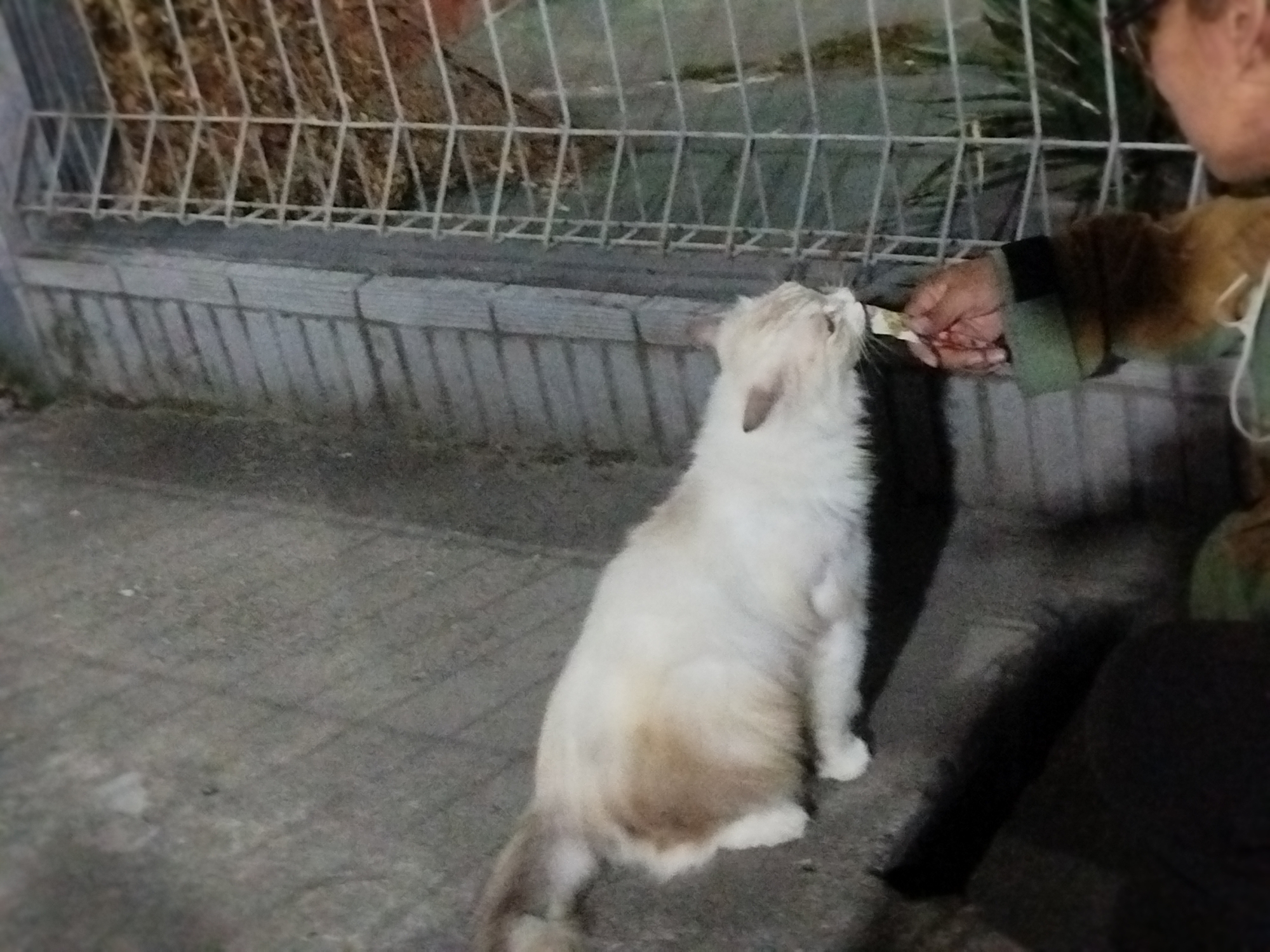 In Depok, Indonesia, a fluffy, light-colored cat with tan markings is being fed a treat by a person. The cat is seated on a paved surface, facing right, with its head tilted upwards and its mouth open to receive the treat. The person, partially visible from the shoulders up and to the right of the cat, is wearing glasses and holding the treat between their fingers. They are wearing a green jacket with a darker sleeve. Behind them is a metal fence with a pattern of diamond-shaped openings, and beyond that, a blurry background of what appears to be foliage and possibly debris. The ground in front of the cat is gray and textured, with some lines indicating paving stones or expansion joints. The overall lighting suggests it is dusk or nighttime.