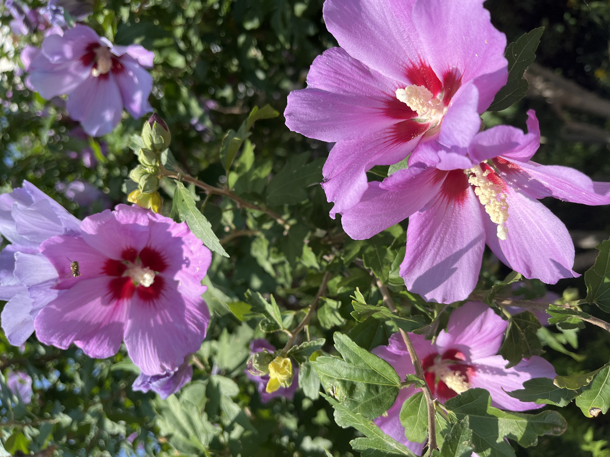 A close-up, outdoor, eye-level, vertical shot focuses on several blooming purple hibiscus flowers in dappled sunlight. The flowers, which are a vibrant purple with deep red centers and yellow stamens, dominate the frame. Some petals are slightly curled, and their delicate veins are visible. Green leaves of varying sizes are interspersed among the blossoms. In the upper left portion of the image, a small, yellow and black insect, possibly a bee, is captured mid-flight near one of the flowers. The background consists of more blurred green foliage and hints of blue sky, suggesting a natural setting.