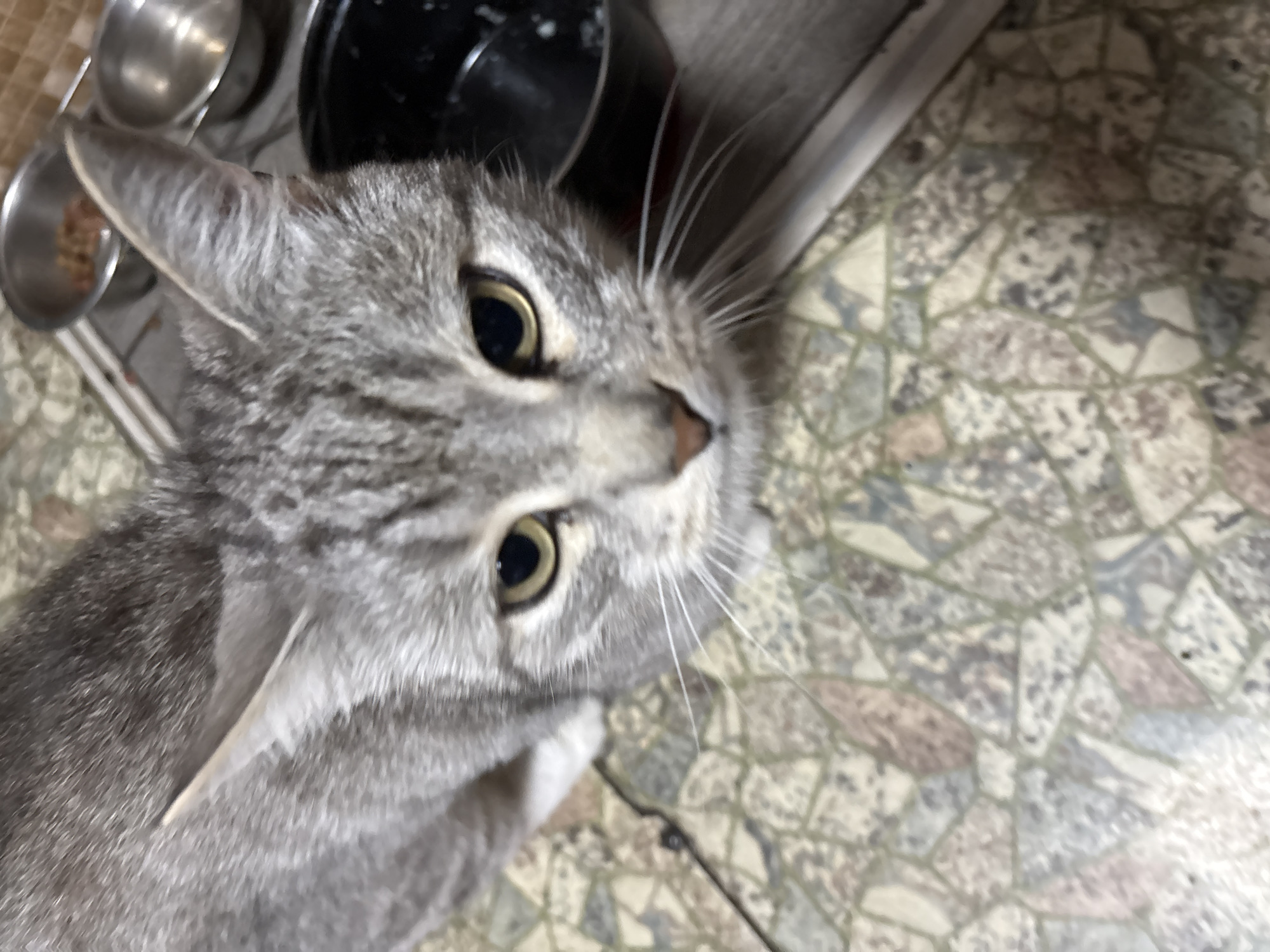 A close-up, eye-level shot focuses on the face of a grey tabby cat with green eyes. The cat is positioned in the foreground, looking directly at the camera. Its fur exhibits a striped pattern. The background reveals a tiled floor with a mosaic of beige, brown, and grey stones. To the right of the cat, a black bowl is visible, and further back, two metallic food bowls can be seen. The overall setting appears to be indoors, likely a domestic environment.
