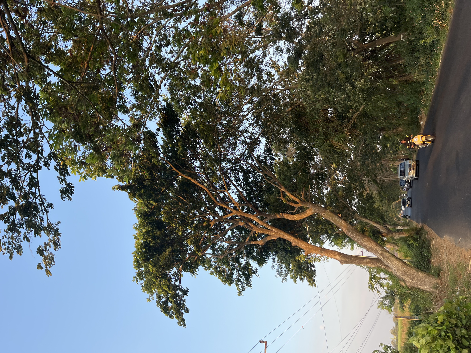 A paved road lined with large trees on either side winds through a rural area, likely in Papar, Indonesia. The trees create a canopy over the road, with sunlight filtering through their leaves. Several vehicles, including cars and a yellow scooter with a rider wearing a helmet, are traveling on the road. Power lines are visible on the left side of the image. The sky is clear and blue, indicating a daytime scene, possibly late afternoon given the warm lighting. The vegetation along the roadside is dense and green.