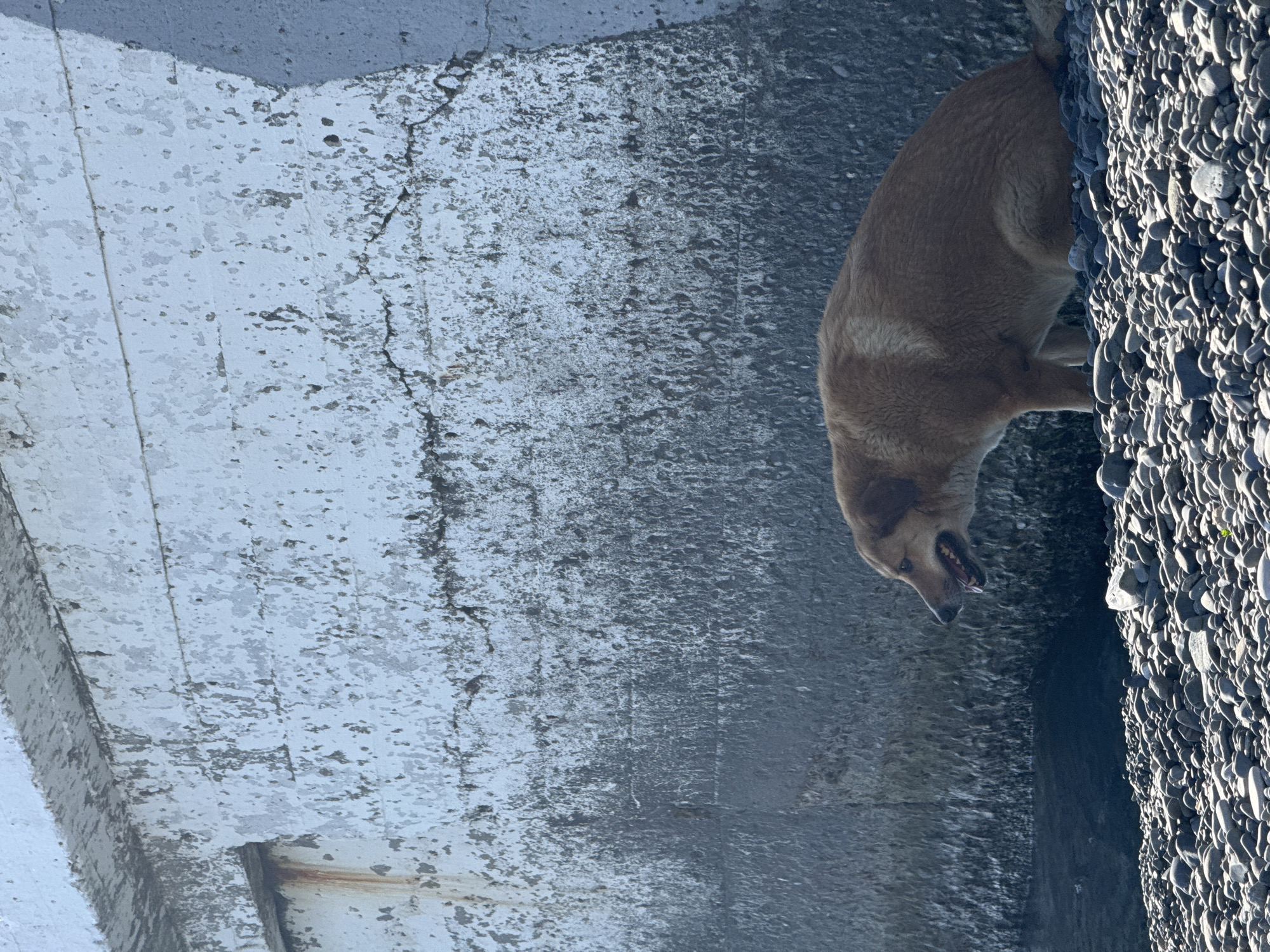 An image, rotated 90 degrees clockwise from its natural orientation, features a light brown or tan dog standing on a dark surface next to a large expanse of grey and white pebbles. The dog is positioned on the right side of the frame, facing towards the left, with its head slightly lowered and its mouth open, revealing teeth and a pink tongue, suggesting it might be panting or "smiling." Its fur appears short to medium length.
To the left of the dog, occupying a significant portion of the image, is a textured concrete or stone wall/structure. This surface is primarily light grey or off-white, with visible signs of wear, flaking paint, and dark cracks running across it. In places, darker patches of the underlying material are exposed, and there's a rusty metallic element visible within a recessed section of the concrete near the bottom left corner.
The ground beneath the dog's front paws and extending into the lower part of the image appears to be a dark, somewhat reflective surface, possibly water or a very dark, wet ground. The pebbles on the far right are a mix of light and dark grey, rounded and smooth, indicating erosion by water or friction. The lighting is bright and directional, suggesting a sunny daytime scene, with clear shadows cast by the dog and the pebbles, particularly highlighting their individual forms. No text is visible in the image.