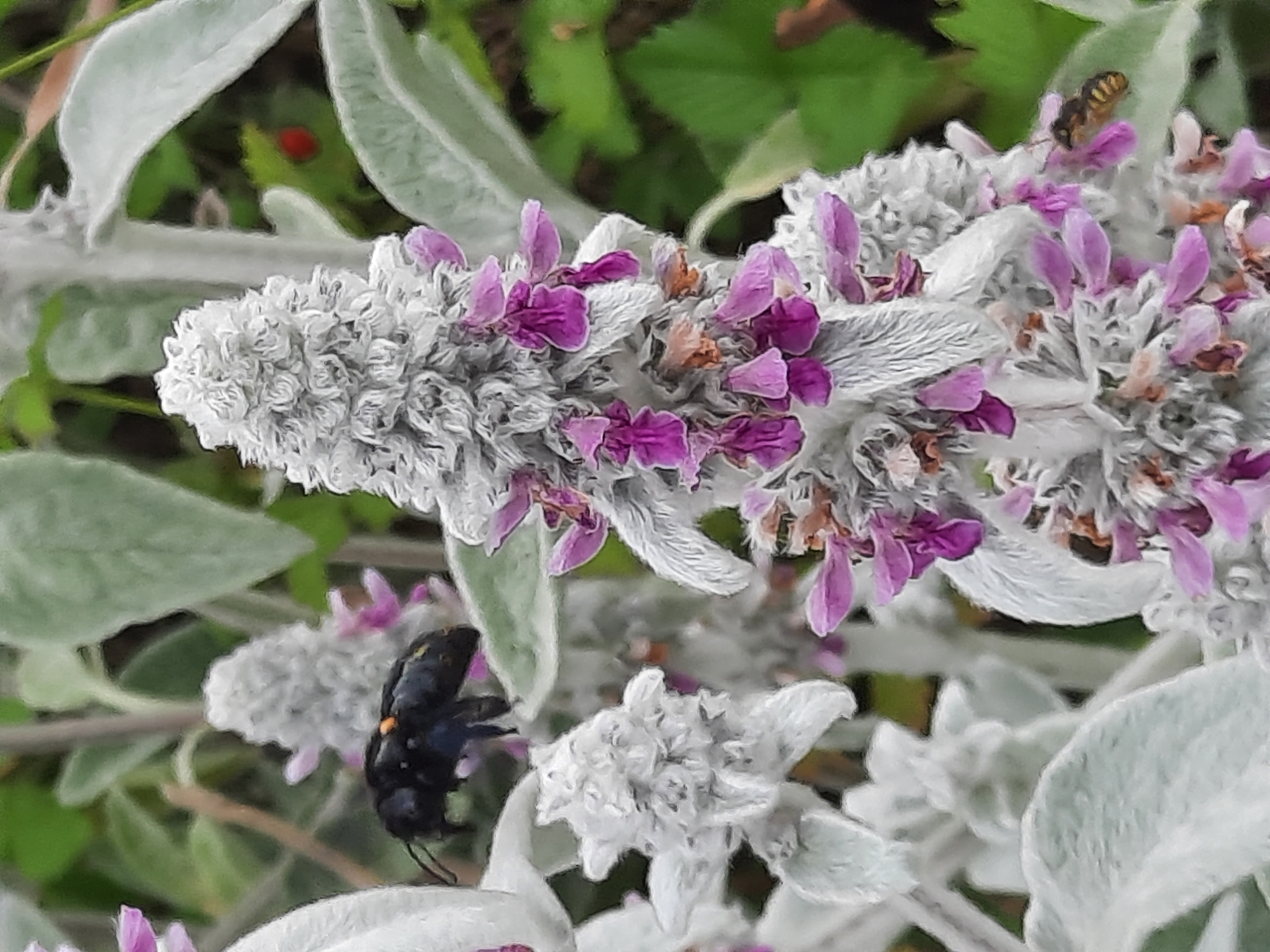 An adult male carpenter bee, species *Xylocopa violacea*, is perched on a fuzzy, silver-green plant with small purple flowers. The bee is black with iridescent blue-purple wings and a bright orange spot on its abdomen. Its body is fuzzy. The bee is positioned to the left of the frame. In the background, green foliage is visible, and a single red berry is present on the right side of the image. The scene is outdoors, likely in a garden or natural setting. No buildings or urban structures are visible. The image does not provide information to determine its location within Rosenheim, Germany.