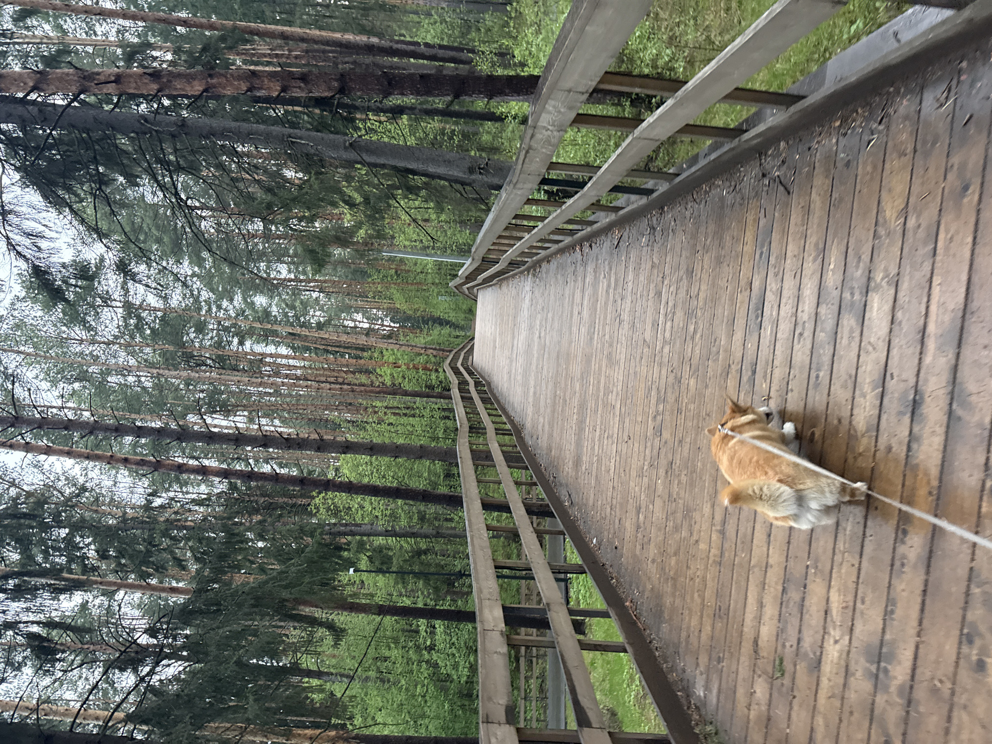 The image shows a long, wooden bridge or walkway surrounded by tall pine trees, likely located in a wooded area in Votkinsk, Russia. A corgi dog lies down on the bridge, attached to a leash. The bridge has wooden railings on both sides, with a forest visible beyond them.