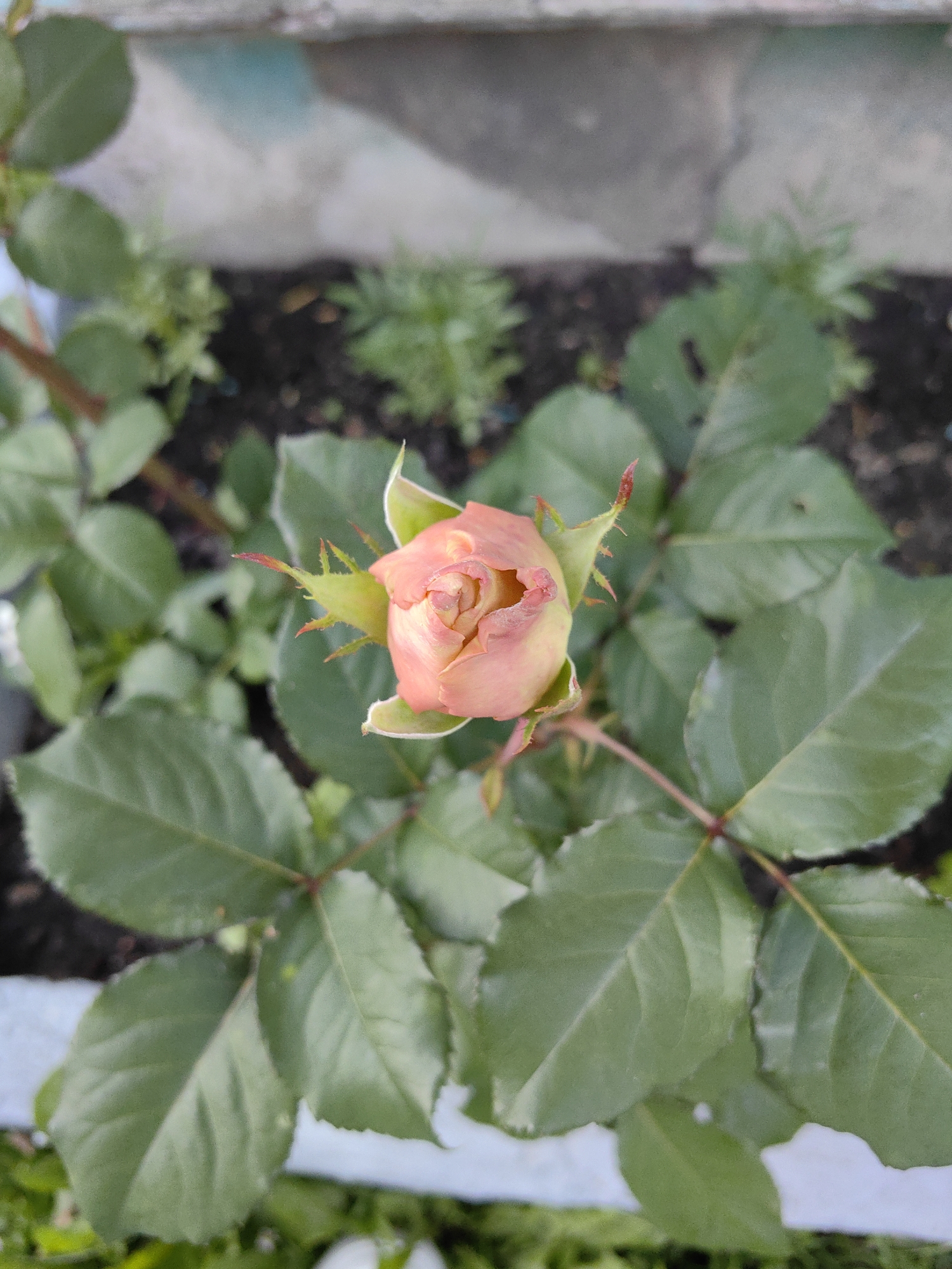 This is an overhead, close-up shot of a pink rosebud with green leaves and stems. The rosebud is still closed, with its petals tightly furled, showing hints of yellow at the base of the petals. The sepals, which are the leaf-like structures that enclose the bud, are visible and are green with reddish tips. The leaves are a deep green and appear to be healthy, with some slight serrations on their edges. The rose is situated in a garden bed, with dark soil visible around the plant. In the background, there are hints of other greenery and what appears to be a stone or concrete border. The lighting suggests it may be daytime, possibly overcast, as there are no strong shadows. The image does not contain any people or visible text. The scene is peaceful and focuses entirely on the natural beauty of the rosebud.