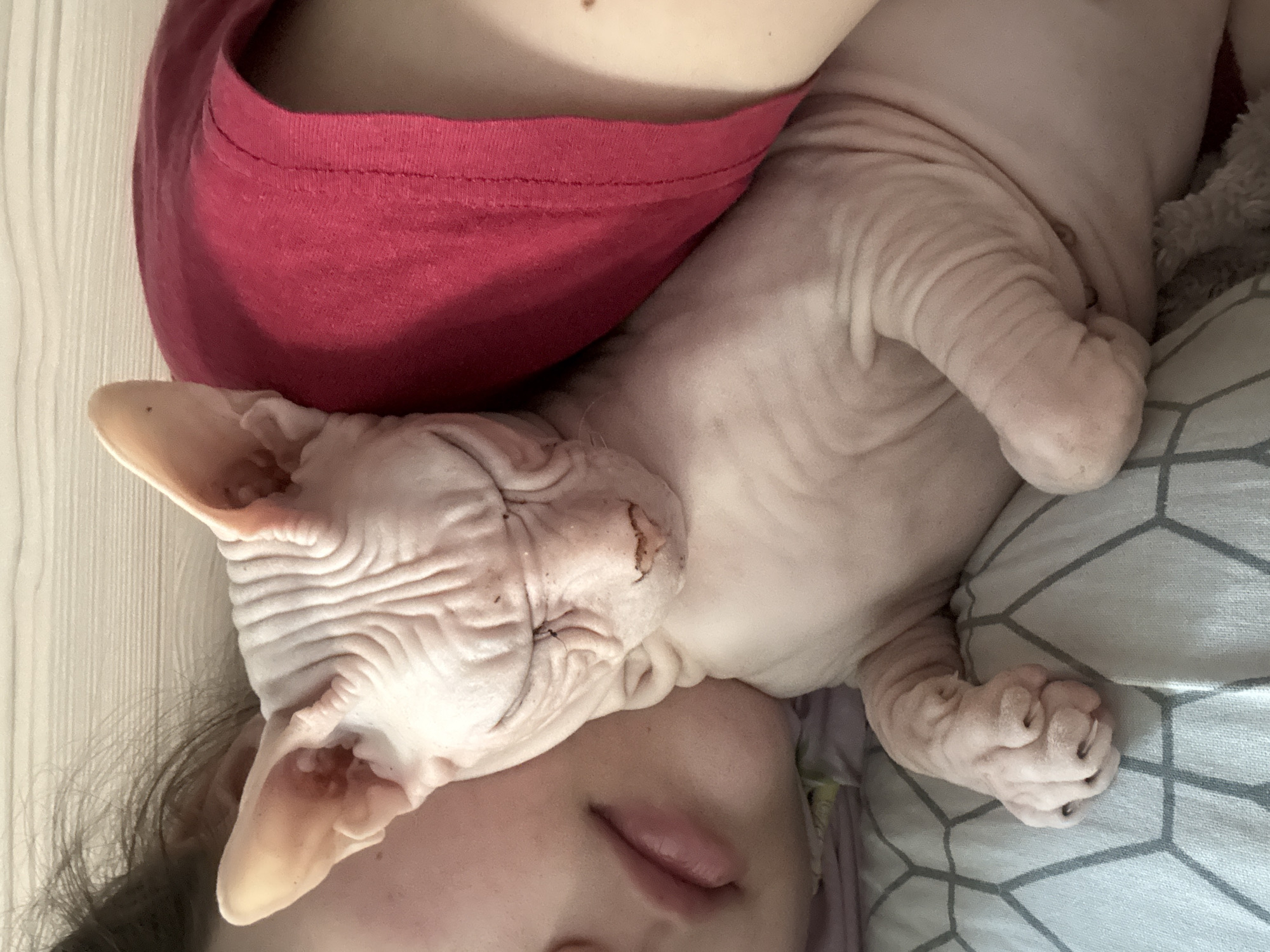 The image shows a close-up, indoor shot of a light-skinned person sleeping in bed, with a Sphynx cat nuzzled against their face and shoulder. The person is lying on their side, with their face partially obscured by their dark hair and the cat. Their lips are slightly parted, and their eyes are closed. The Sphynx cat is hairless, with wrinkled skin, and its eyes are also closed. The cat is nestled into the person's neck and chest, with one paw resting on the person's chest. The person is wearing a pink t-shirt. The background consists of a light-colored bedsheet with a geometric pattern. The setting is likely a bedroom. There is no identifiable information or context to place this image in the city of Krasnoyarsk, Russia.