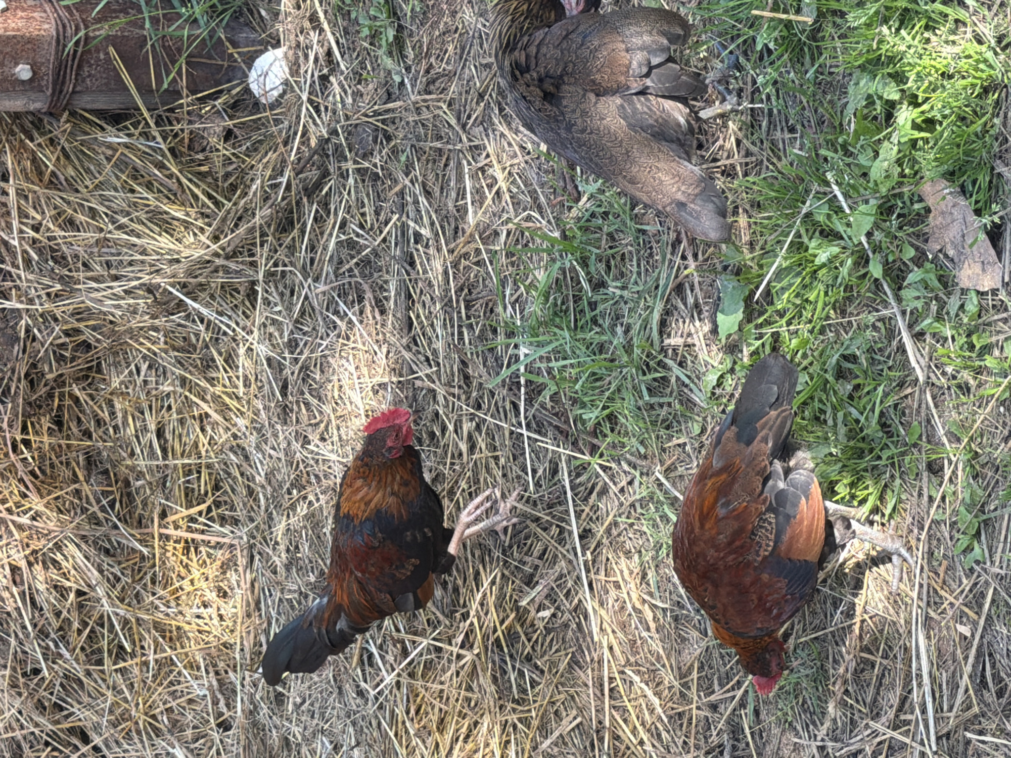 Three chickens are present in the image, foraging on a mixed ground cover of straw and grass. One chicken, a rooster with dark red and black plumage and a red comb, is positioned in the upper left, bending its head towards the ground. Another chicken, with dark brown and patterned plumage, is in the middle right, with its head bowed. A third chicken, with reddish-brown and black feathers, is in the lower left, also foraging with its head down. The environment appears to be outdoors, with a rustic setting possibly a farm or backyard, given the presence of straw, grass, and a weathered wooden post to the right of the frame. The lighting suggests it is daytime, with shadows cast by the subjects and the surroundings. The image does not contain any discernible features to place it specifically in Vybolovo, Russia.