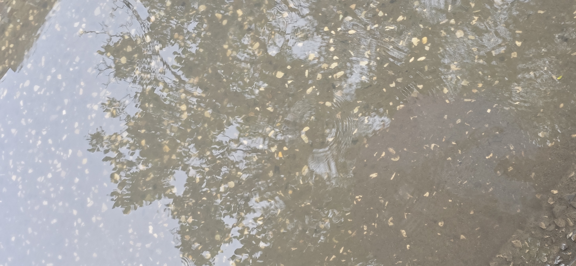 The image shows a puddle on a concrete surface in an urban environment. Small stones are embedded in the concrete. A tree is reflected in the water, the reflection slightly distorted by ripples. The water is murky, obscuring the bottom of the puddle. The city and specific location are unknown.