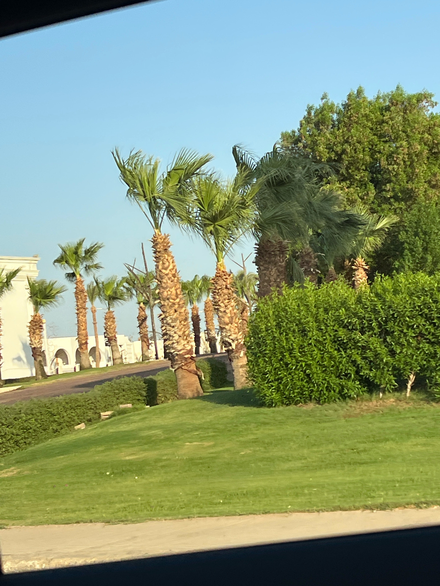 The image depicts a row of palm trees lining a pathway, with a neatly manicured lawn and lush green bushes in the foreground. In the background, a white building with arched doorways and windows is visible, suggesting a resort or residential complex. The clear blue sky indicates a sunny day. This scene is characteristic of many resorts and hotel areas in Sharm El Sheikh, Egypt, known for its arid climate and palm tree-lined landscapes. No people are present in the frame, and no discernible actions or interactions are occurring. The focus is on the natural and architectural elements of the environment.