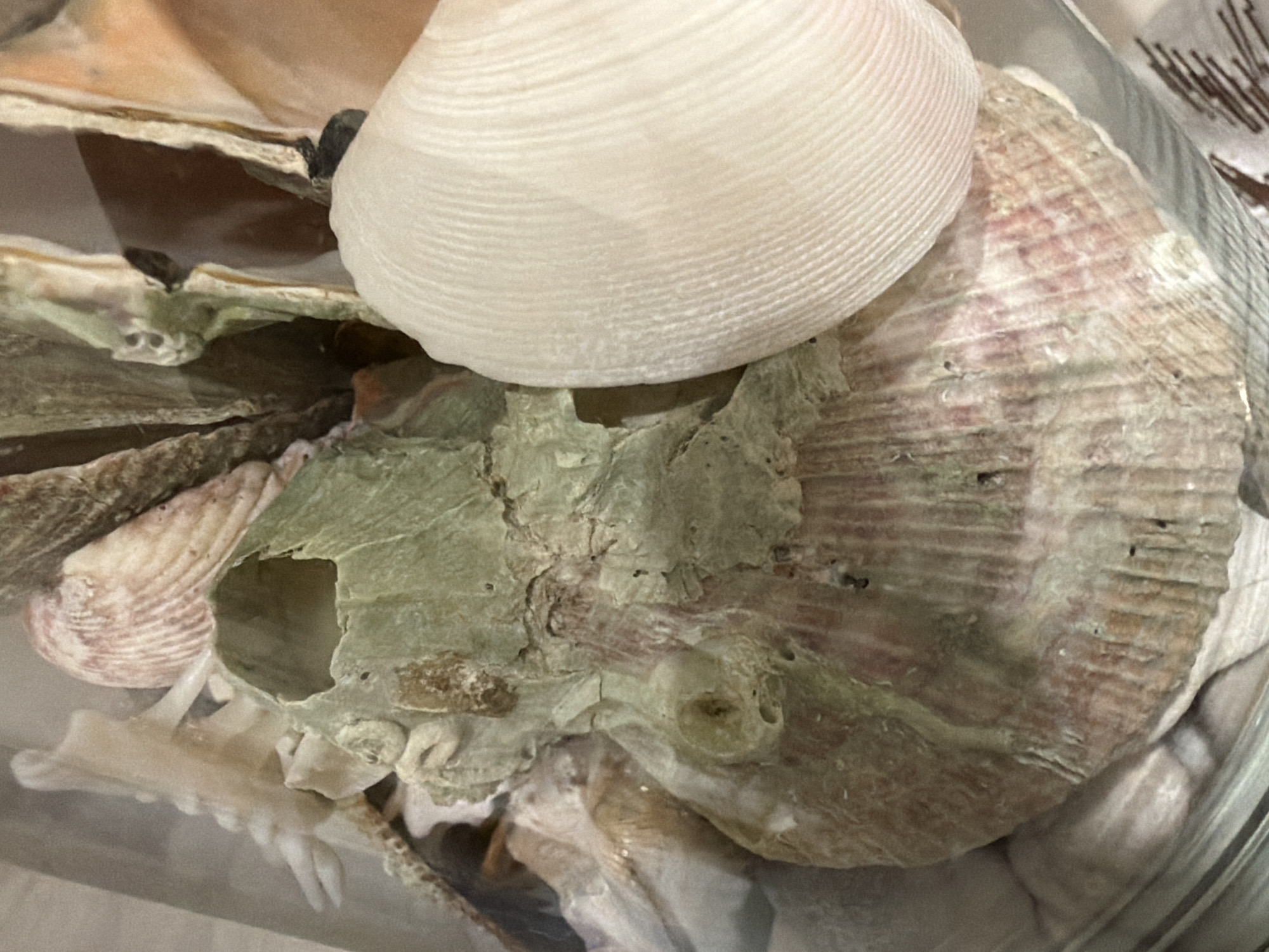 The image displays a close-up, top-down view of a collection of assorted marine shells contained within a transparent vessel, located in the city of Pervomaysky, Russia. The central subject is a large, weathered shell fragment, irregular in shape, exhibiting a greenish-grey hue with prominent reddish-pink striations and several holes or abrasions on its surface, suggestive of significant erosion or biological modification. Adjacent to this, on the right, is a pristine, off-white bivalve shell, characterized by distinct, fine concentric growth ridges radiating from its apex, presenting a smoother texture. Various other shell fragments and smaller, less distinct marine detritus in shades of white, beige, and light brown are visible underneath and around the primary shells, filling the transparent container. The collection appears stationary and illuminated by an unseen light source. No human figures or active interactions are present.