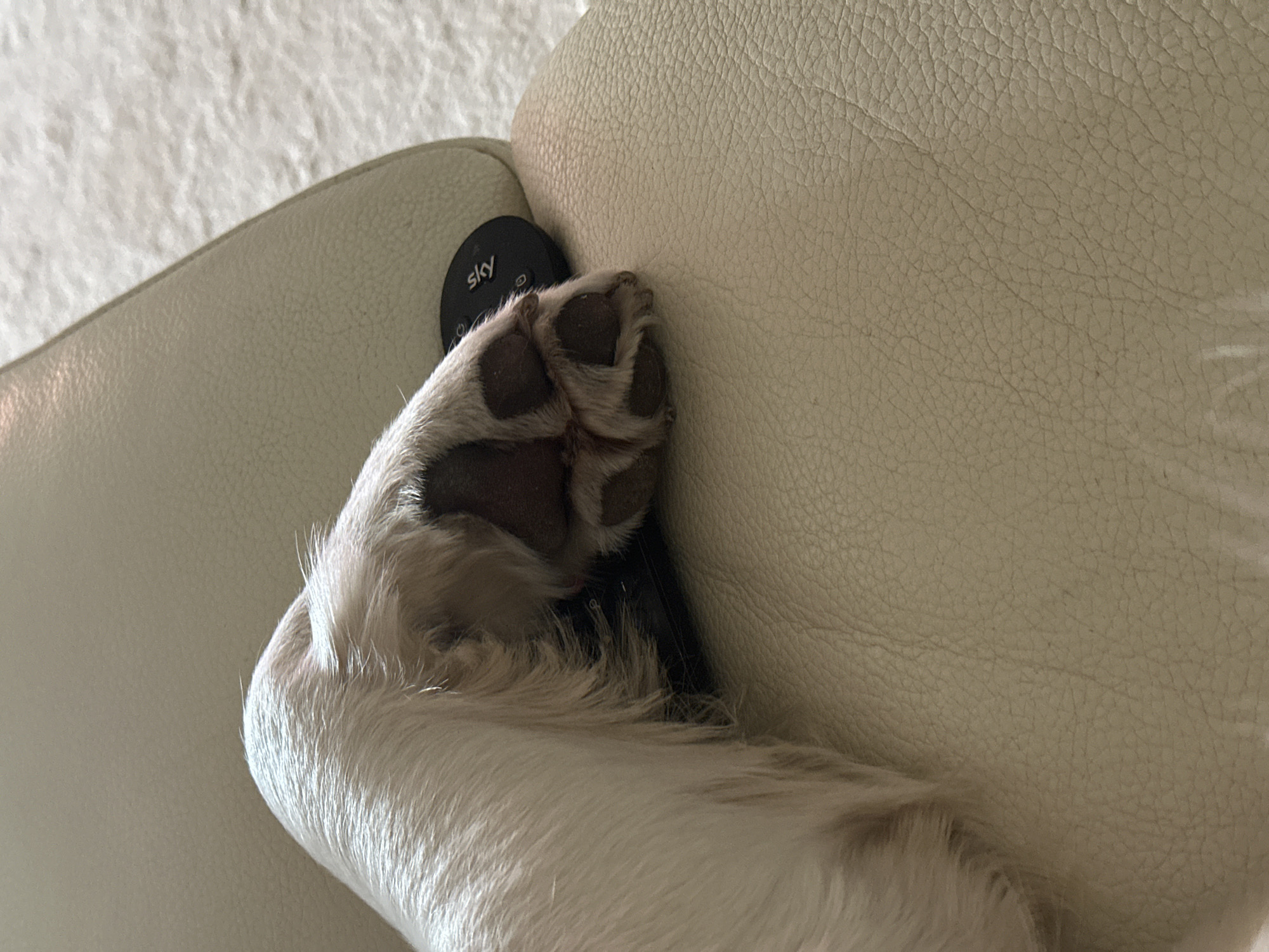 A close-up, high-angle interior shot depicts the lower limb and paw of an animal, likely a dog, with light-colored fur. The paw rests partially on a black, circular remote control featuring the white "SKY" logo. Both the paw and the remote are positioned on a light beige, textured leather surface, consistent with furniture upholstery. In the upper right background, a lighter, off-white textured surface, resembling a rug or carpet, is visible. The scene is illuminated by ambient light. This specific indoor domestic setting is located in London, United Kingdom.