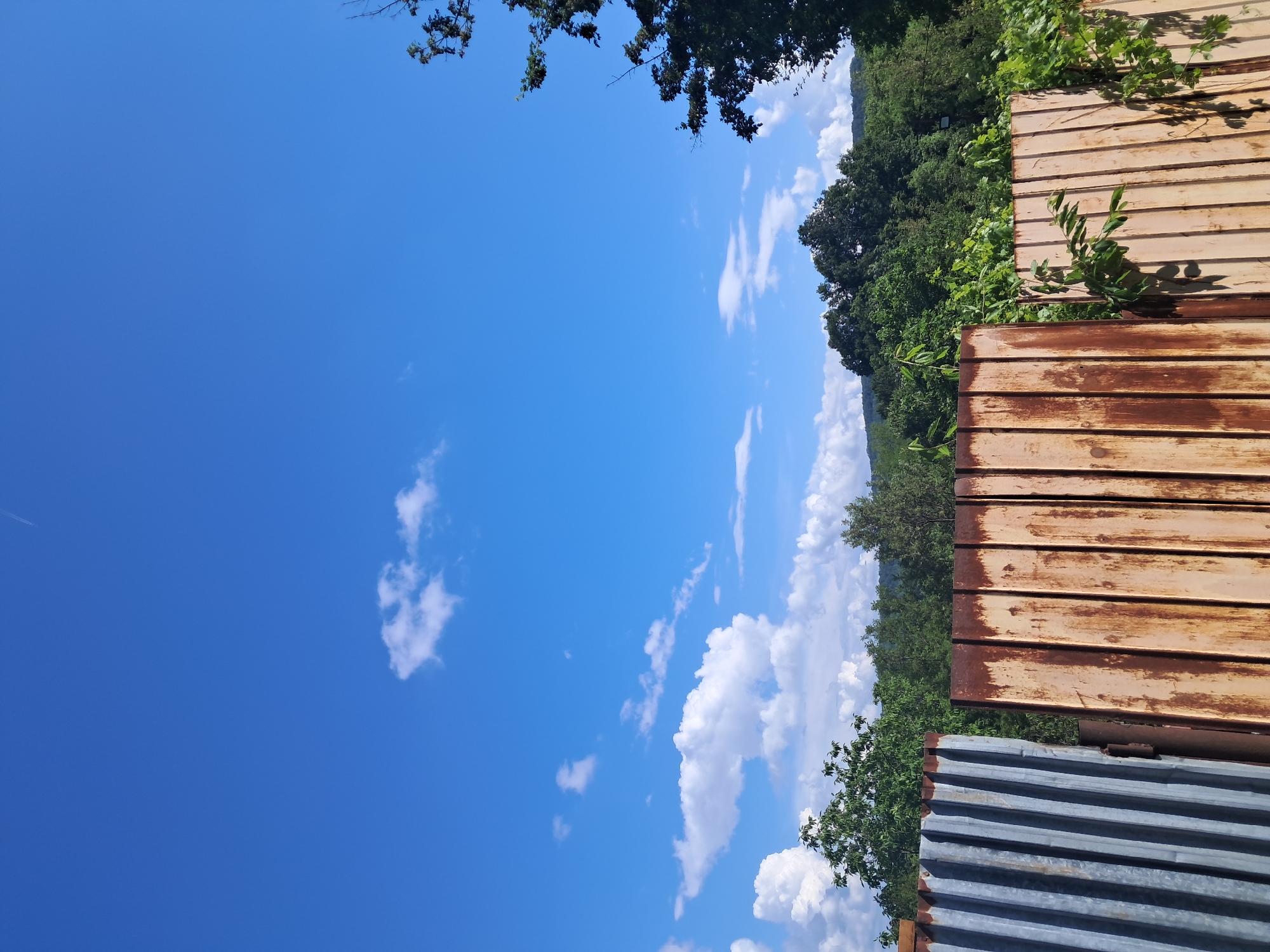 The image depicts an outdoor scene in Seykovtsi, Bulgaria, under a clear, bright blue sky with scattered white cumulus clouds. A faint, white airplane contrail is visible in the upper central portion of the sky.
The lower third of the image is dominated by a weathered fence and lush green vegetation. The fence consists of two primary sections:
1. **Left Section:** A segment of corrugated metal, exhibiting a faded, bluish-gray metallic appearance with vertical grooves and an uneven top edge.
2. **Right Section:** Multiple vertical flat metal panels, heavily rusted with prominent patches of orange, reddish-brown, and tan oxidation. Green leafy vines and branches are growing on and over these rusted panels, particularly on the right side.
Behind the fence, a dense line of various green trees forms a forested horizon, suggesting hills or a natural landscape. Another tree with dark green foliage and visible branches partially frames the scene on the far right. No people, animals, or specific activities are visible within the frame.