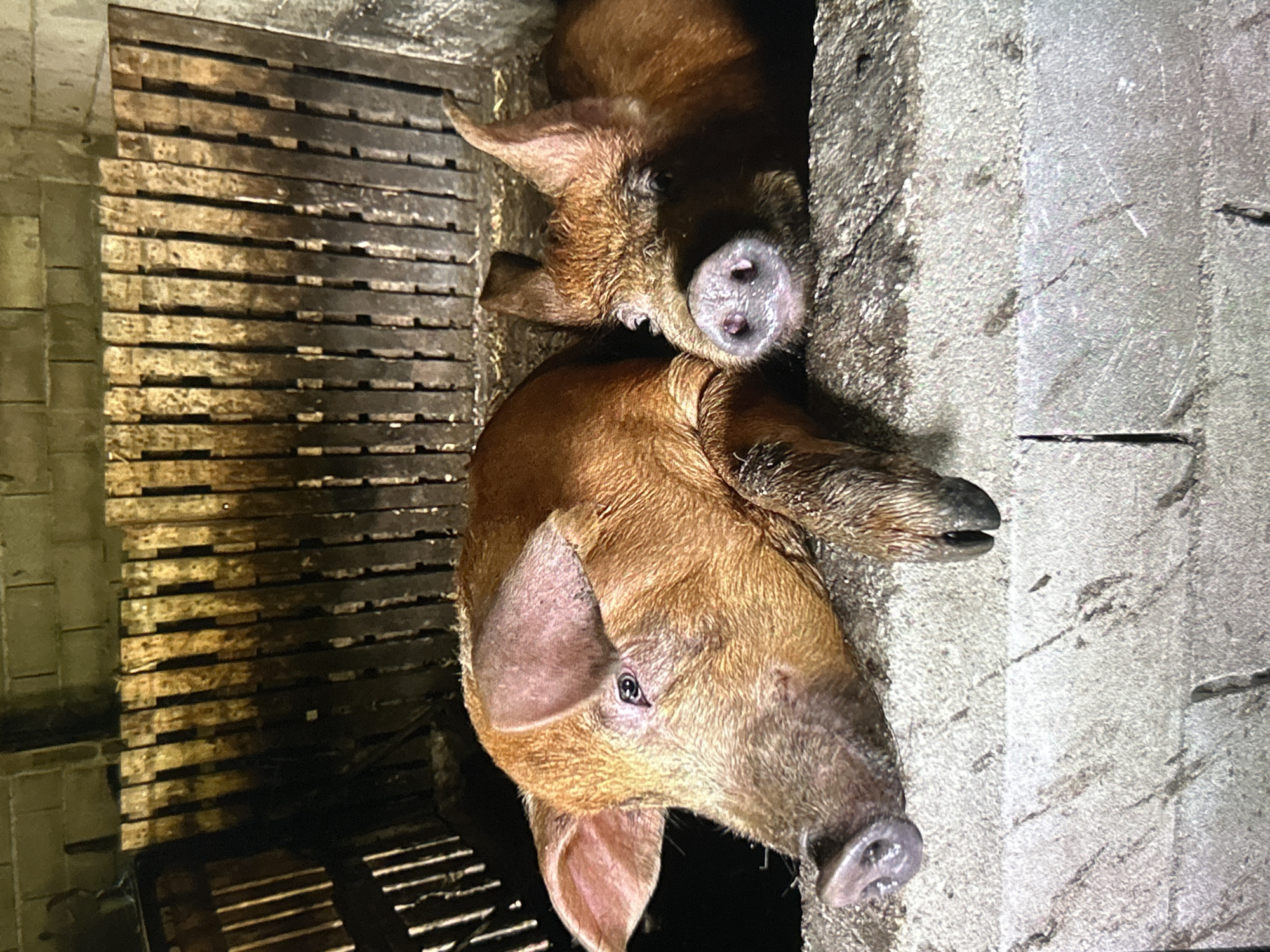 The image shows two brown pigs, likely in an enclosure or pen. The environment appears to be an agricultural setting. The pen is made of horizontal wooden planks on the left and concrete walls on the right. The pigs are close together, possibly huddling. It is not possible to determine a location in Varna, Bulgaria, from the visual information provided.