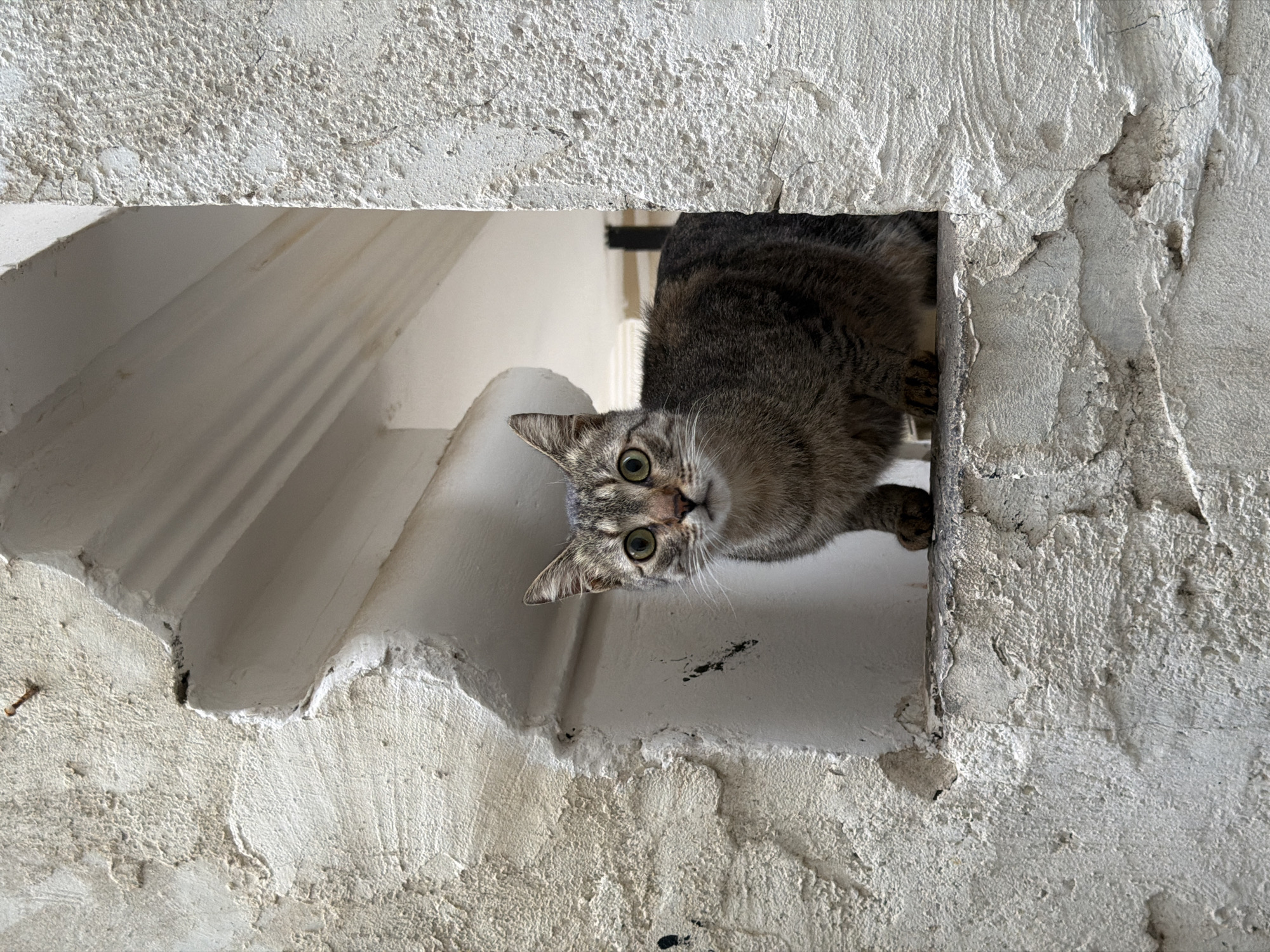 An adult tabby cat is depicted in a full-frame, eye-level shot, positioned within an irregular, roughly carved archway or window opening in an exterior wall. The cat, exhibiting a grey-brown striped coat and prominent green eyes, faces directly forward, establishing direct eye contact. It is in a stationary, crouching posture, with its front paws resting on the ledge of the opening. The surrounding wall surface is textured, off-white plaster or stucco, displaying numerous imperfections, chips, cracks, and dark discoloration spots. A small, dark nail is visible embedded in the upper left portion of the rough wall texture. The interior space visible behind the cat is brightly lit and features smooth, light-colored surfaces, including a vertically ribbed architectural element (possibly a pilaster or column) to the upper right. A dark, thin vertical object is partially visible further back within the interior. The lighting is natural and even, casting minimal shadows. The architectural style and material degradation are consistent with structures found in Old Jaffa, part of Tel-Aviv, Israel.