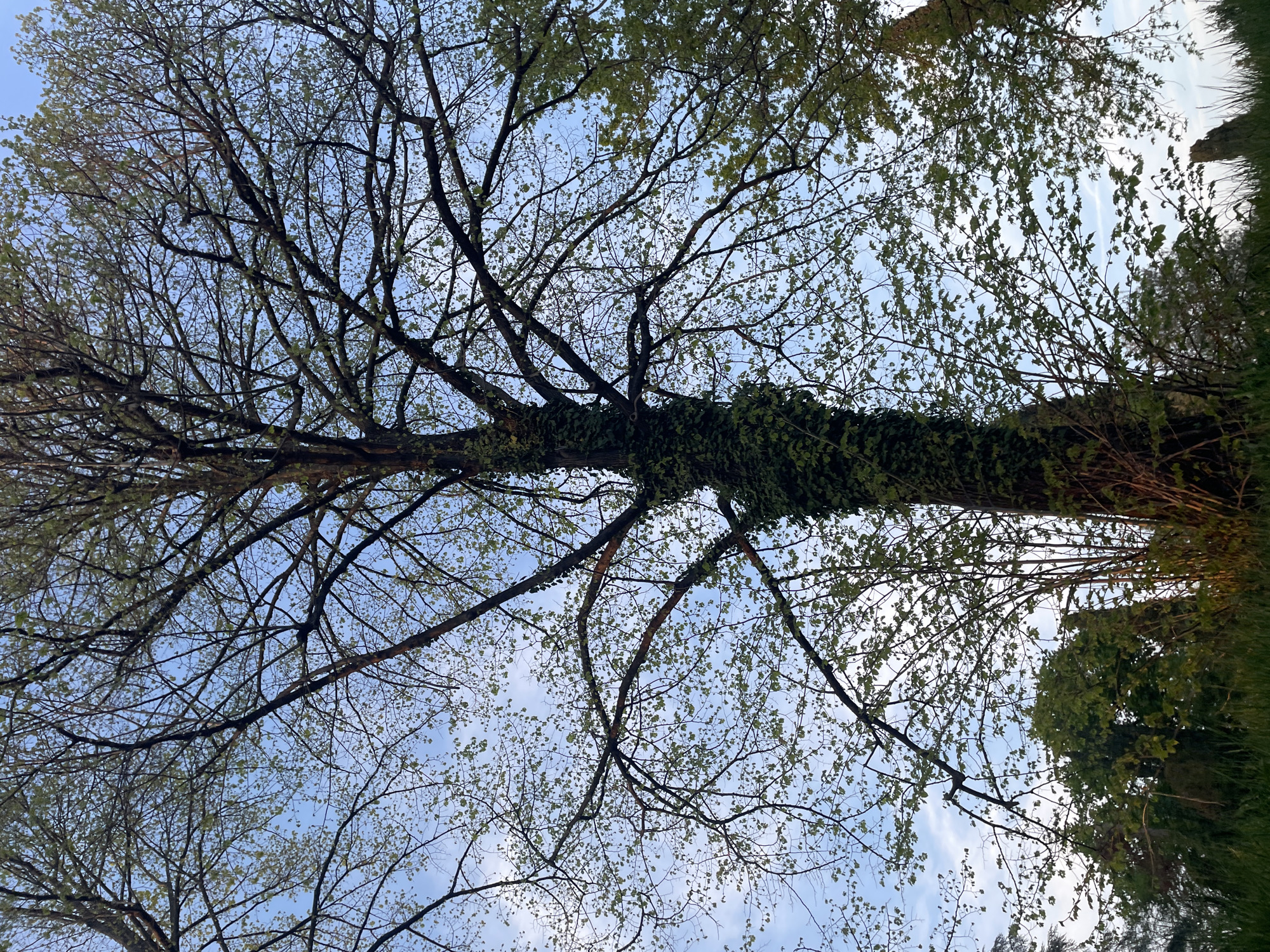 The image is taken from a low angle, looking up through the branches of trees toward a blue sky with wispy clouds. The tree trunks, one of which is covered in vines, are partially visible on the right side of the frame. New leaves are beginning to emerge on the branches. The scene is located in Case / Scjasis, Italy. No people are visible in the image.