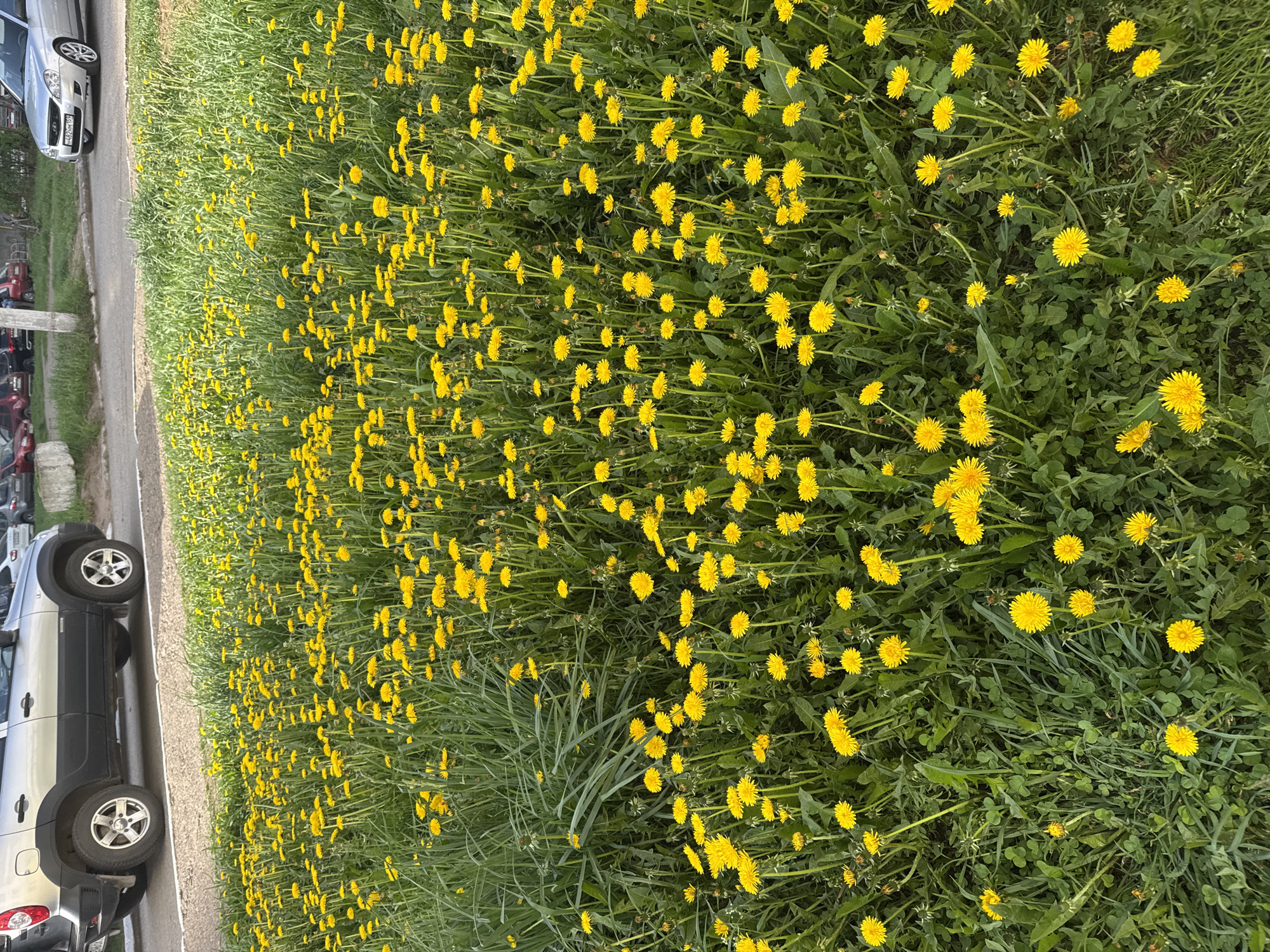 The image shows a field of dandelions in full bloom, with a few cars parked along the roadside. The location is likely in the city of Chaikovsky, Russia. The field is filled with yellow dandelion flowers and green foliage. A silver car and a dark-colored SUV are parked on the adjacent street.