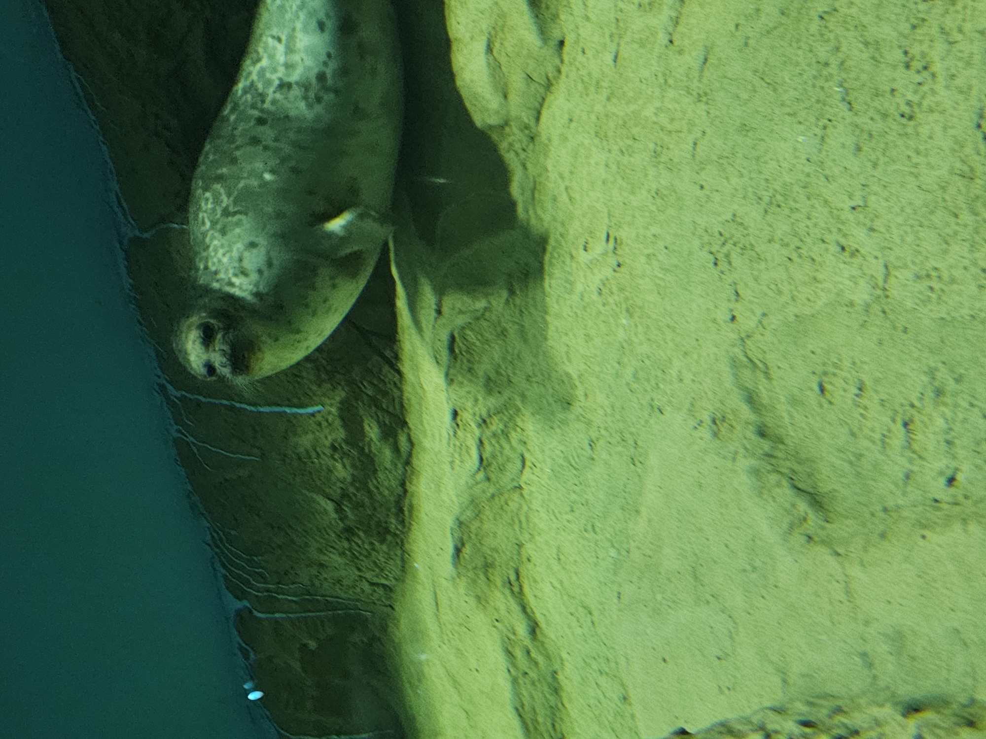 A spotted seal is visible in a habitat with water on the left and a rocky structure on the right. The seal is positioned near the edge of the water, with its head visible. The scene is lit with green light, suggesting it may be an indoor habitat, such as an aquarium.